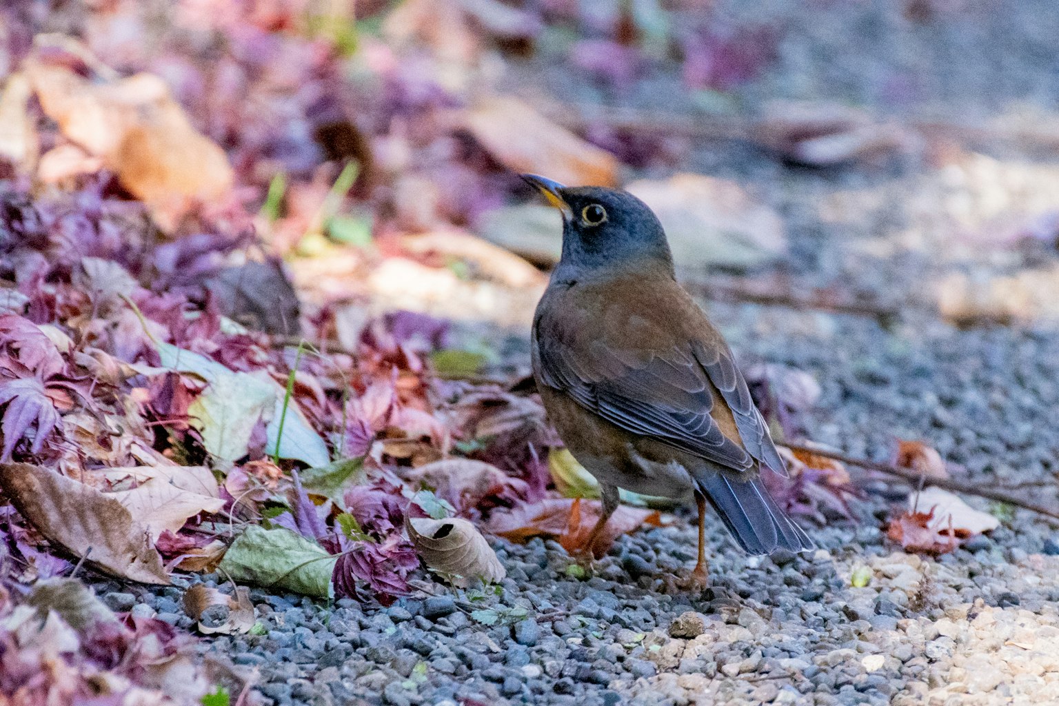 Ein kleiner Vogel auf dem Boden zwischen gefallenen Blättern Der Vogel hat braune Federn und gelbe Augen