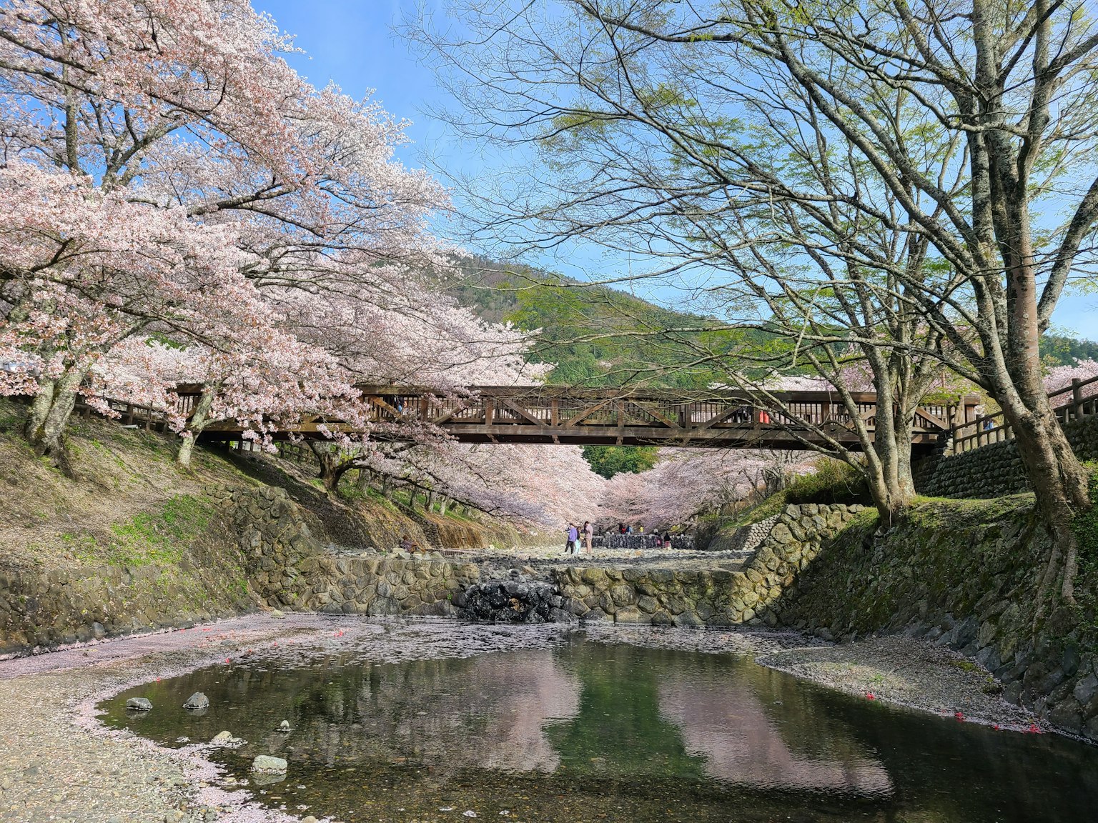 河边风景，有樱花树和桥