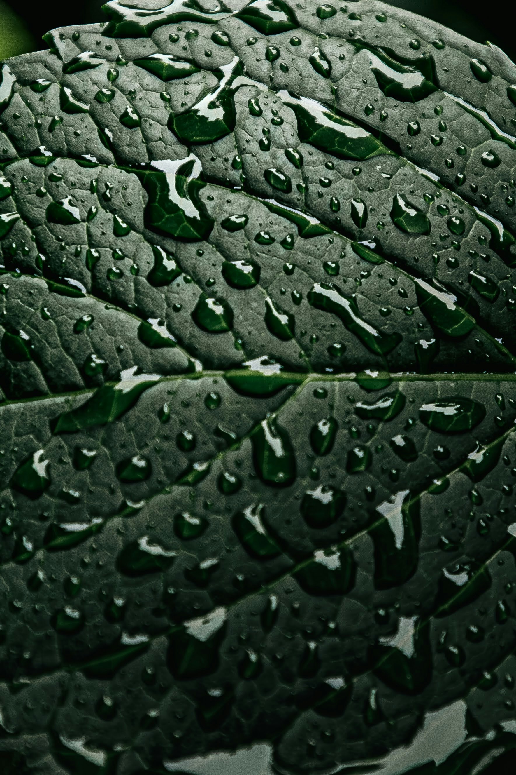 gros plan d’une feuille humide couverte de gouttes de pluie