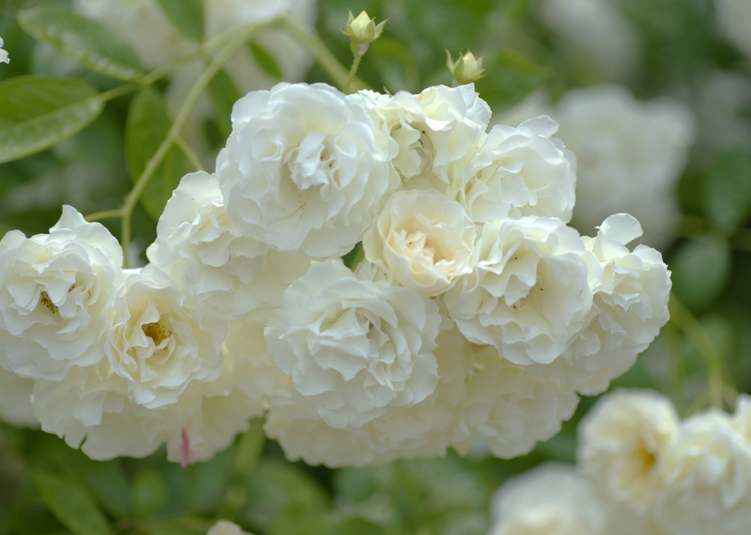 A cluster of white roses in full bloom