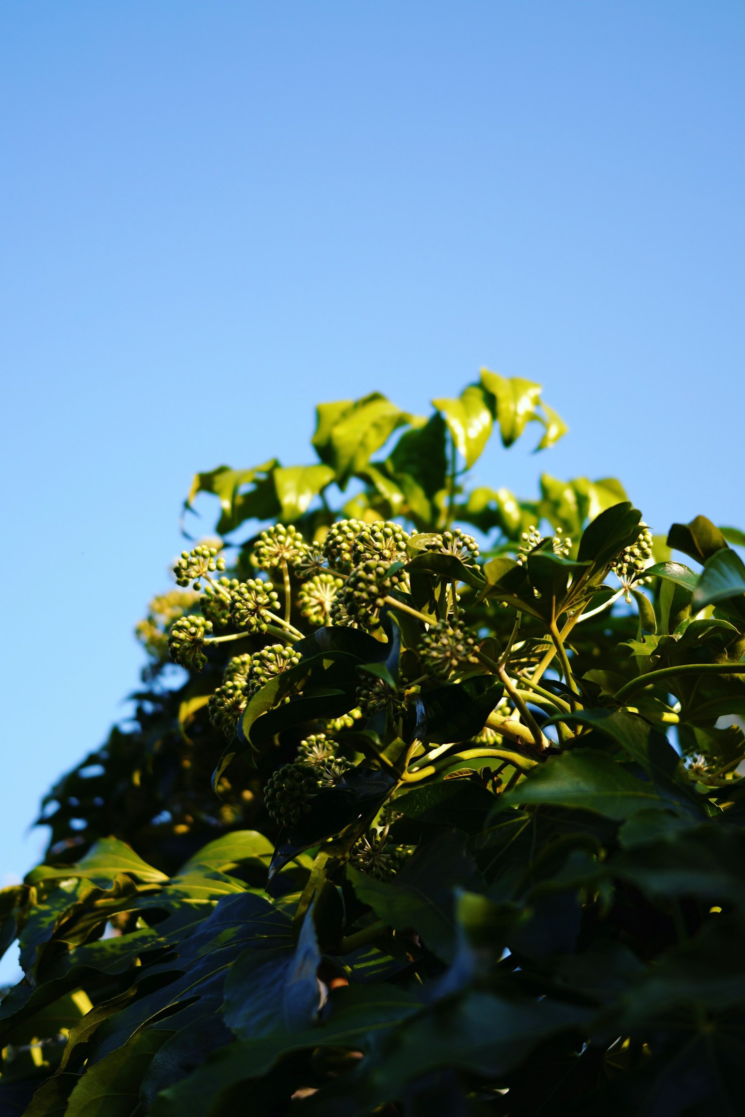 Upper part of a plant with green leaves and buds under a blue sky