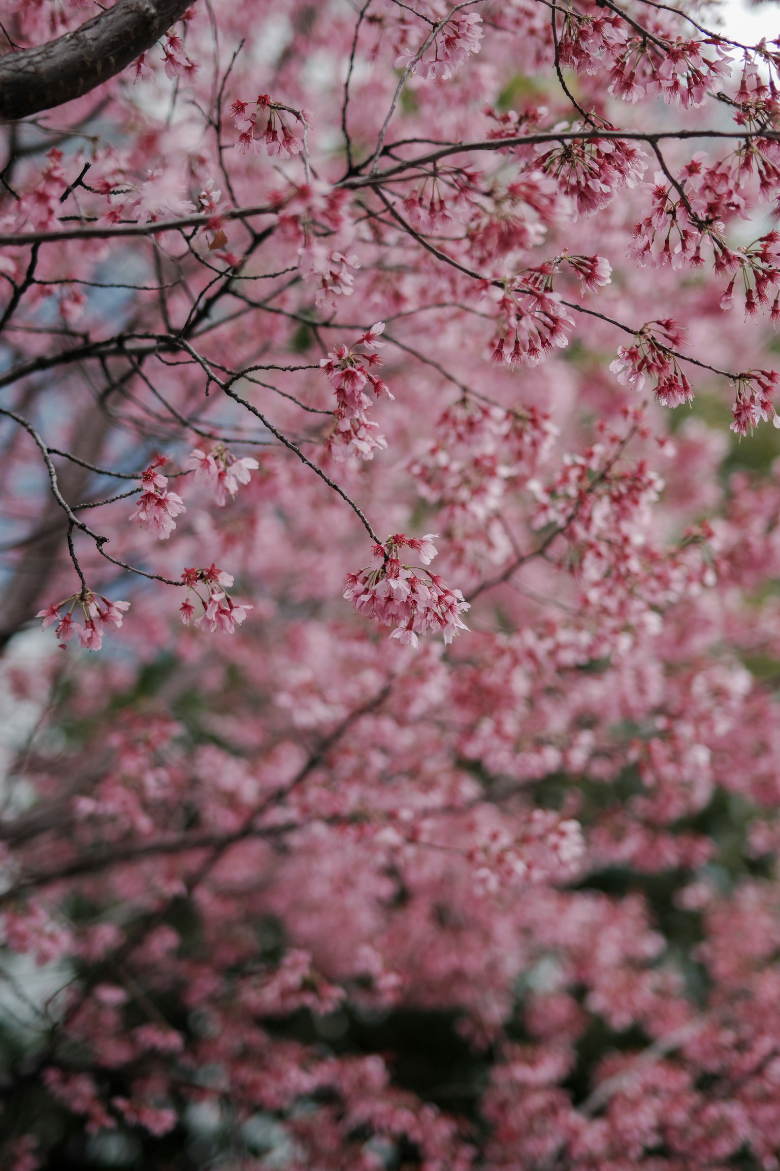 Pemandangan dekat cabang bunga sakura dengan bunga merah muda
