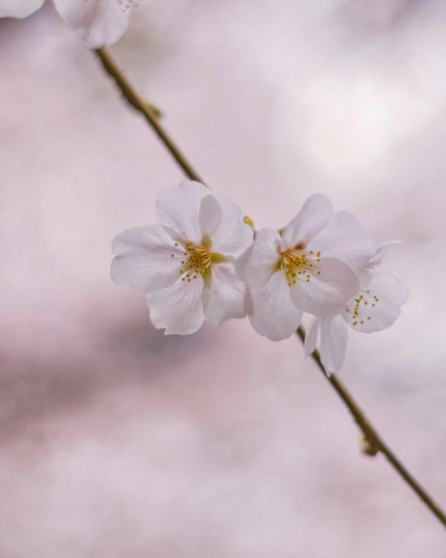 Close-up of cherry blossom flowers on a branch