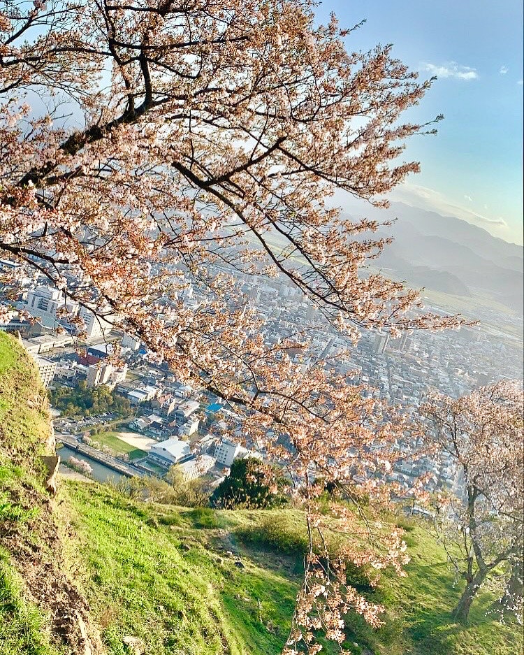 山の斜面から見下ろす満開の桜並木と街並み