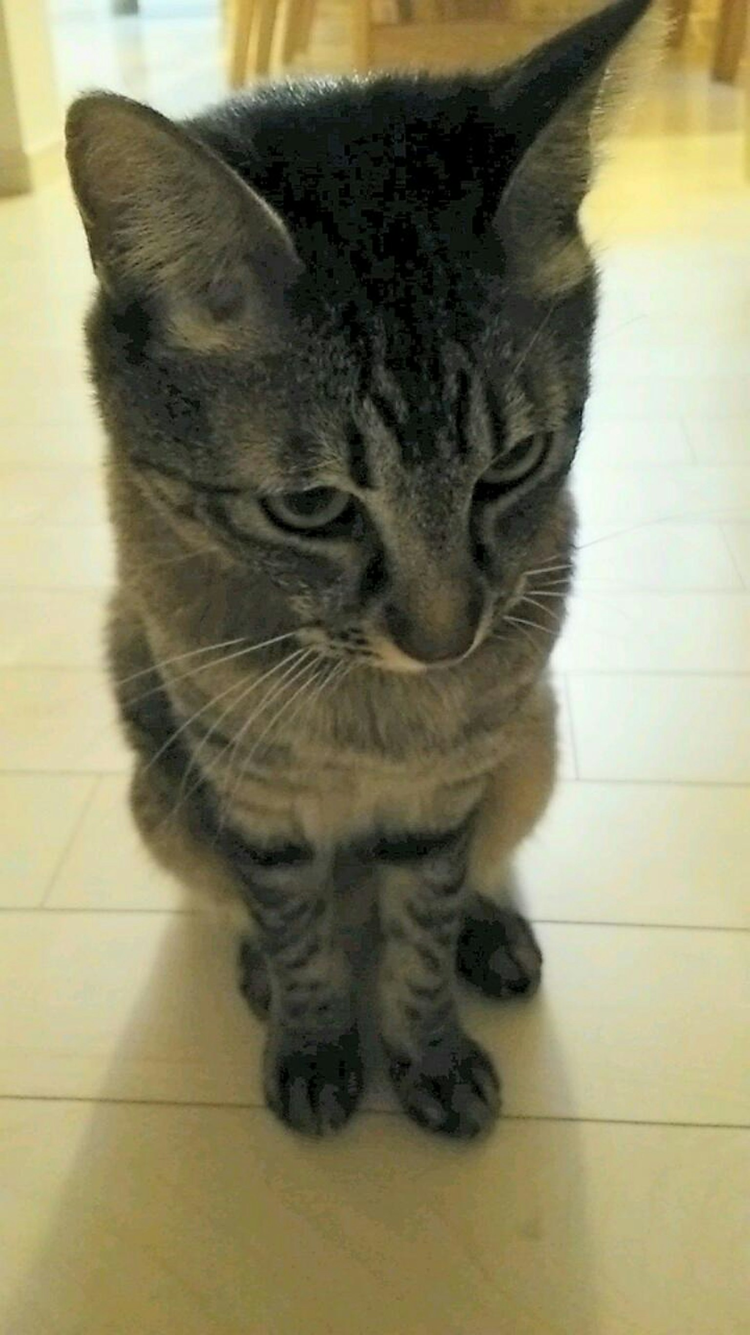 Gray cat sitting on the floor