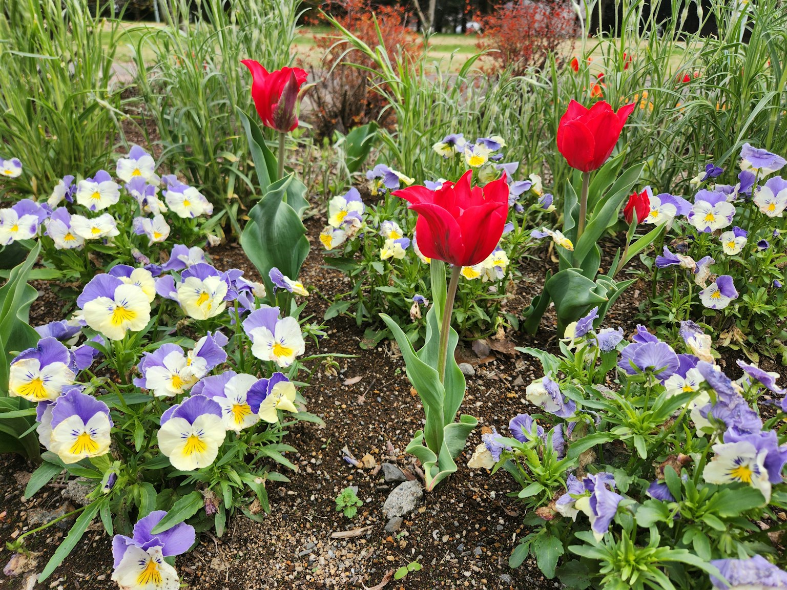 A beautiful flower bed featuring red tulips and purple pansies