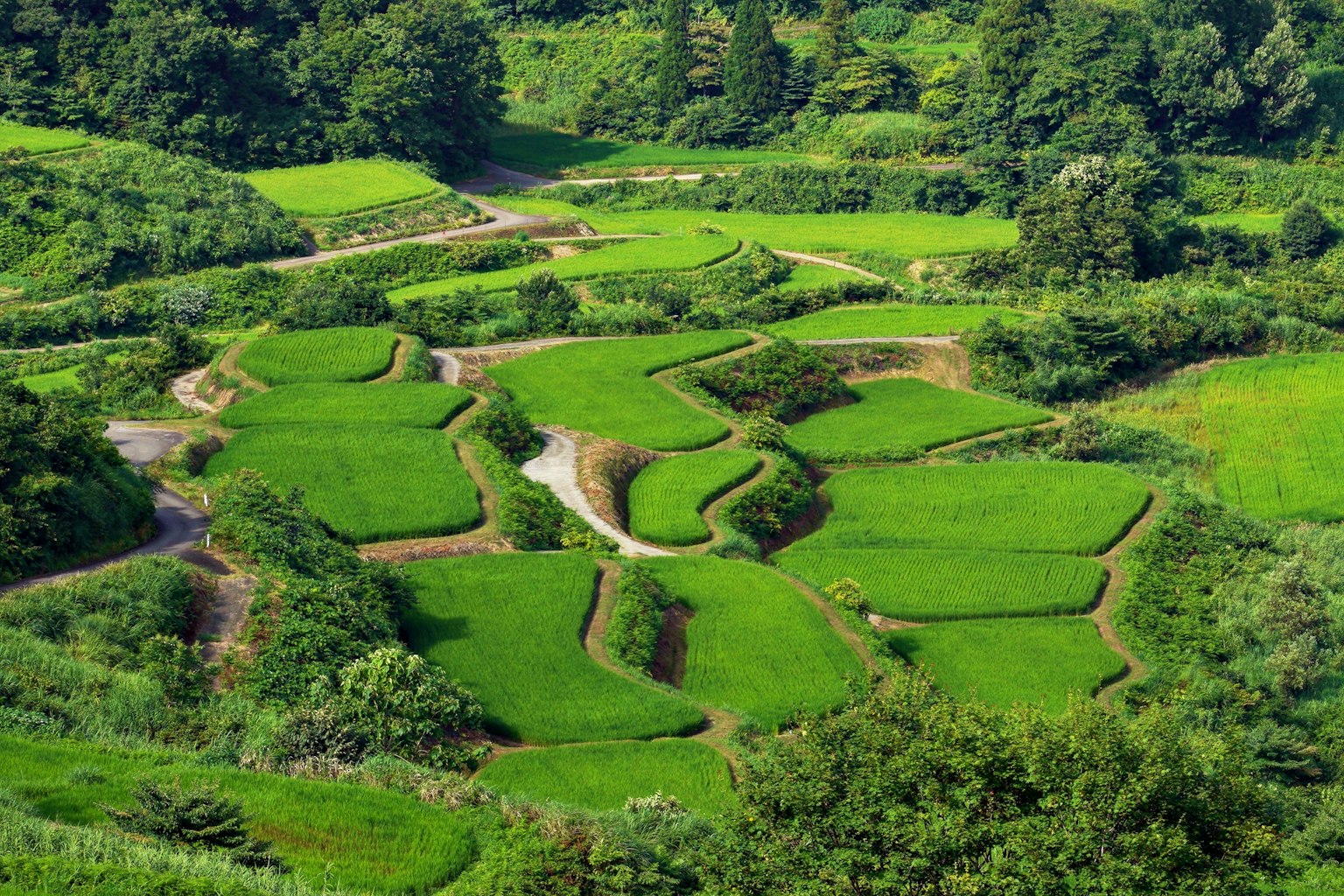 Lush green terraced rice fields with winding paths