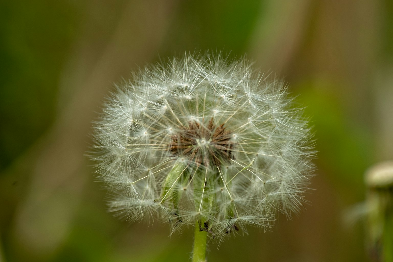 A spherical structure of white dandelion seeds against a green background