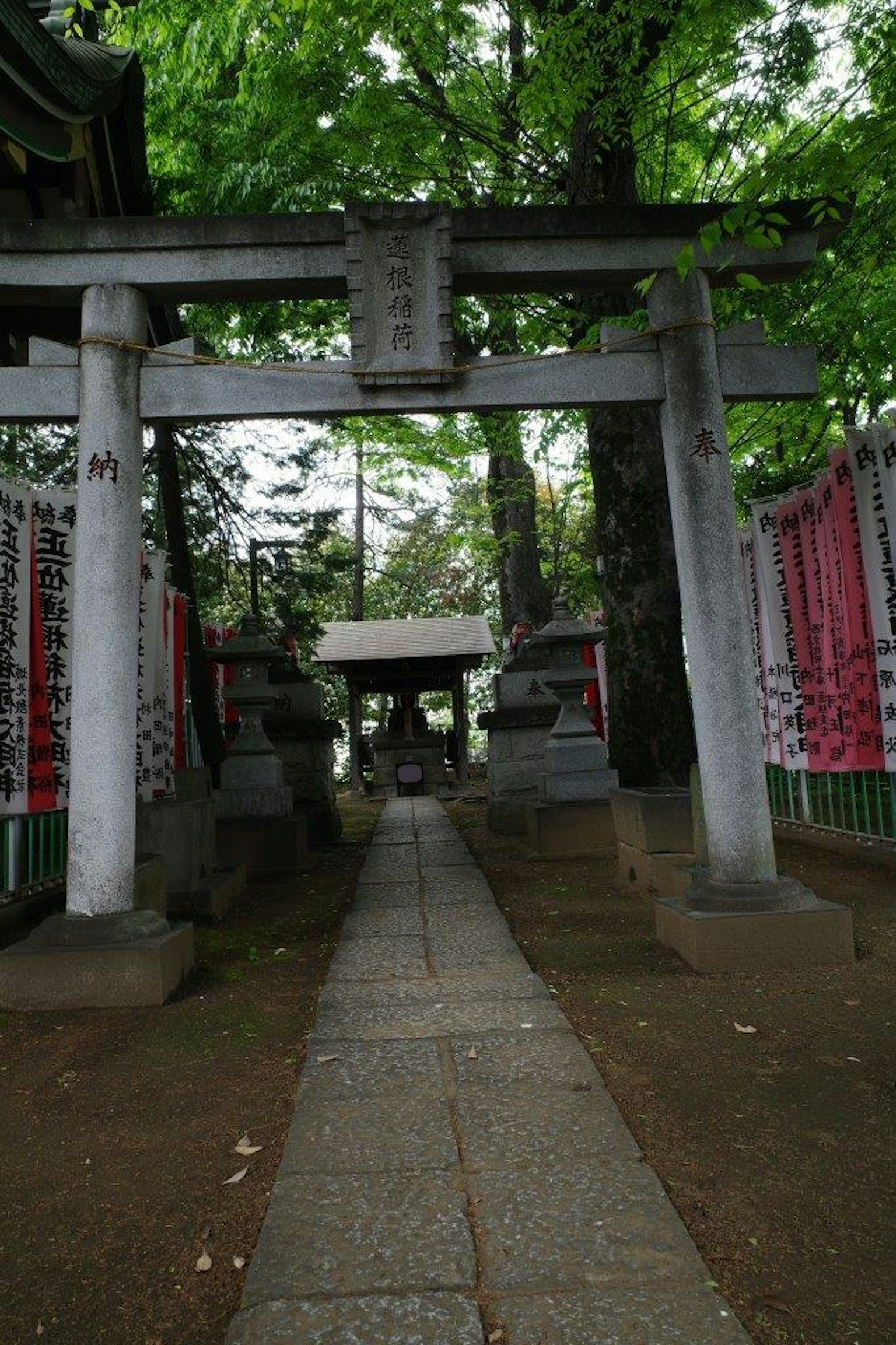 Torii gate and stone pathway surrounded by green trees at a shrine