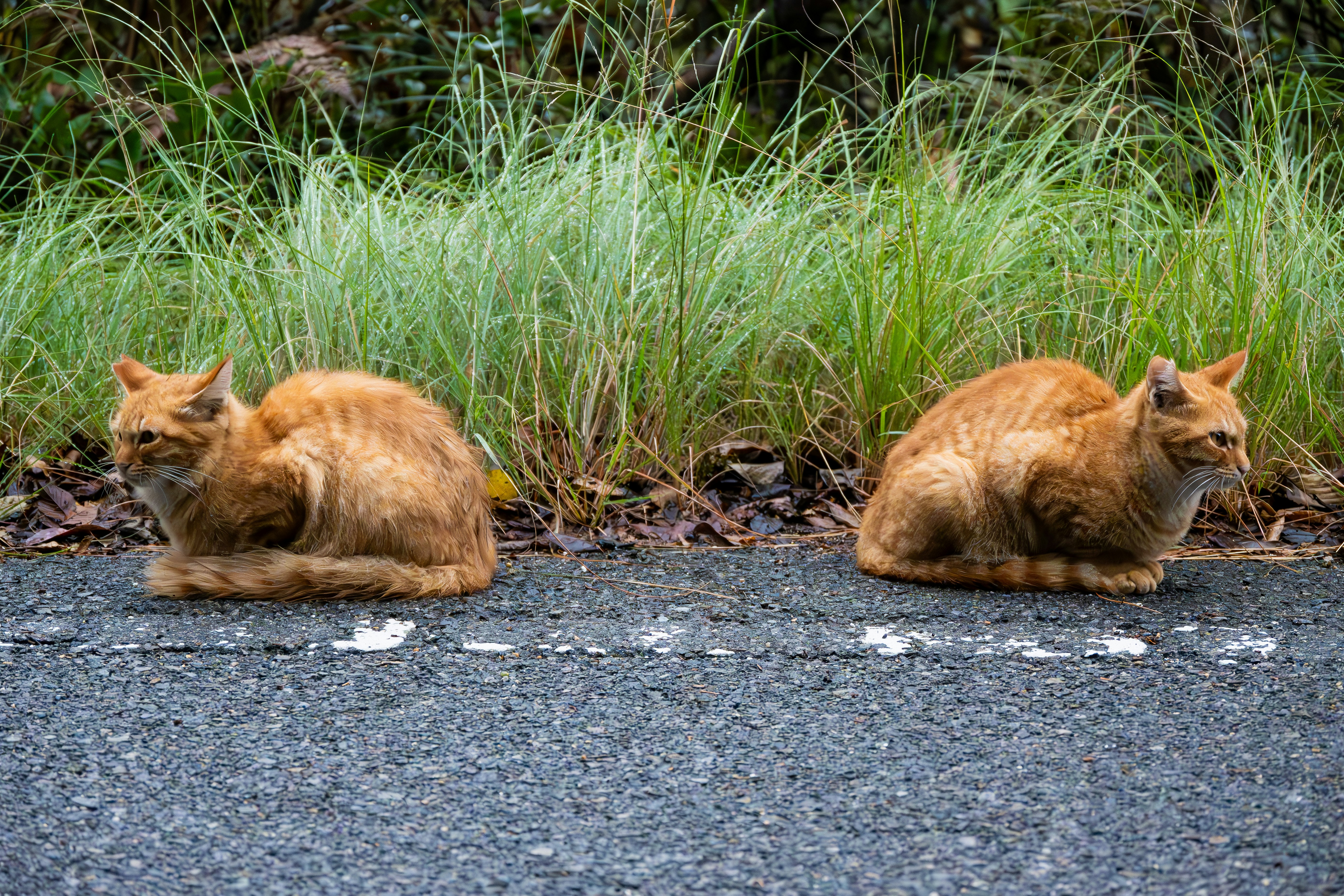 Deux chats orange assis près d'une route herbeuse