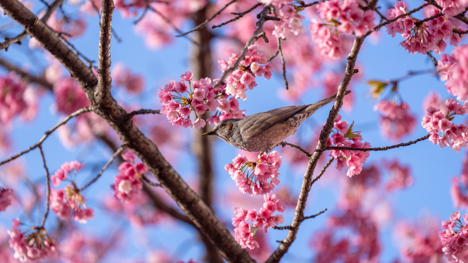 Un pájaro posado entre flores de cerezo contra un cielo azul