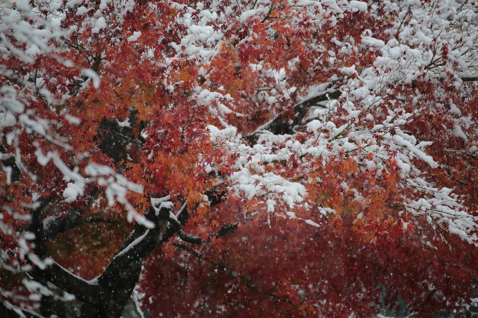 Foglie autunnali rosse su un albero con neve che cade