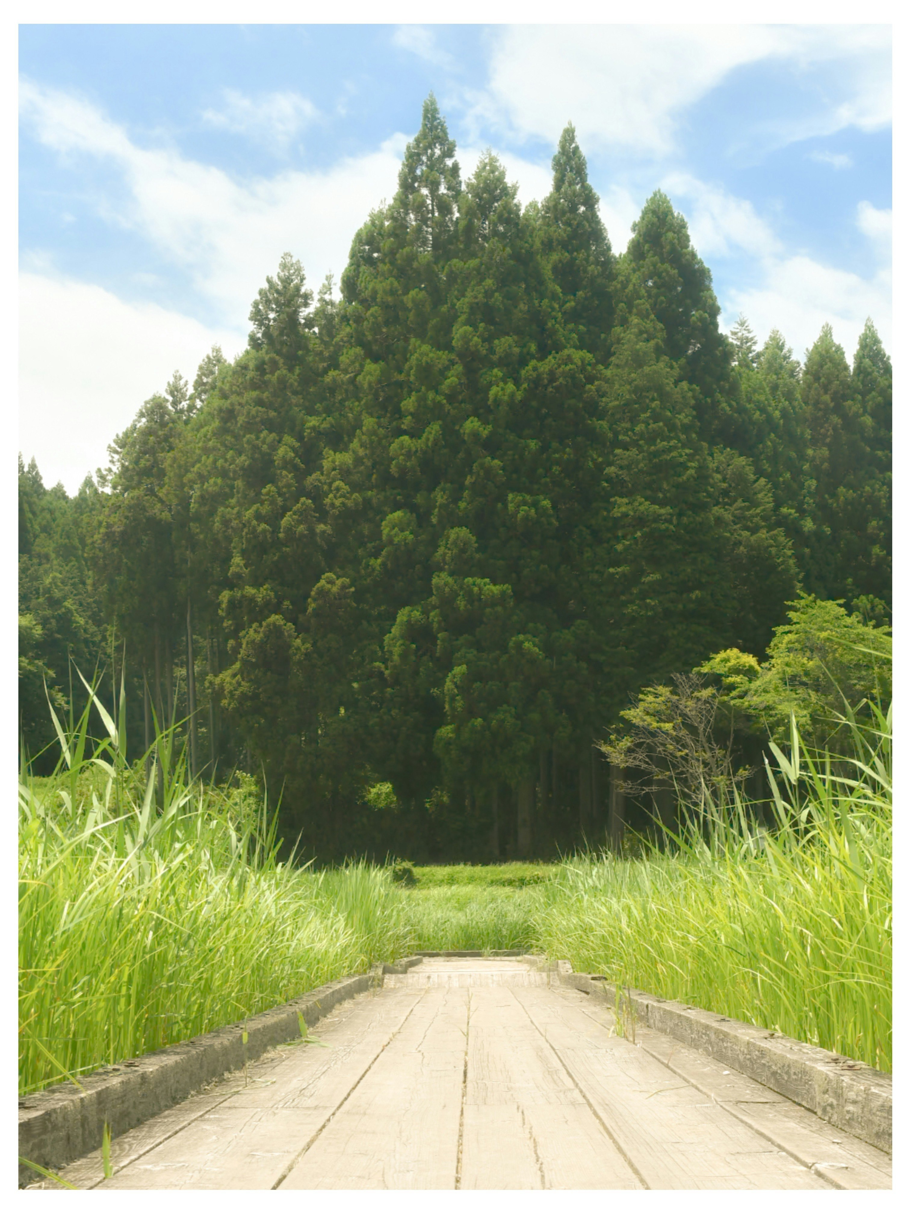 緑の森に続く小道と草むら