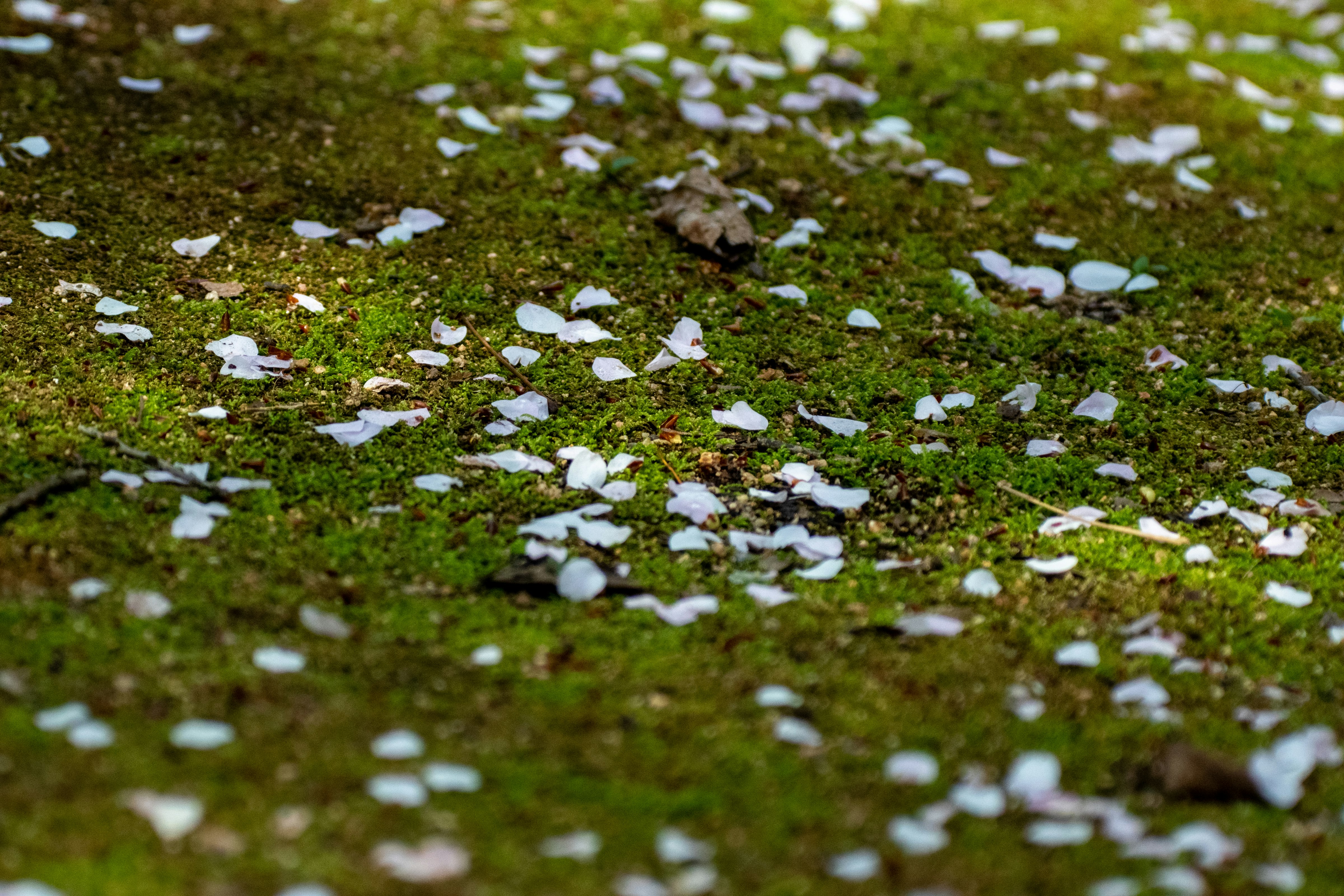 苔の上に散らばる白い花びら