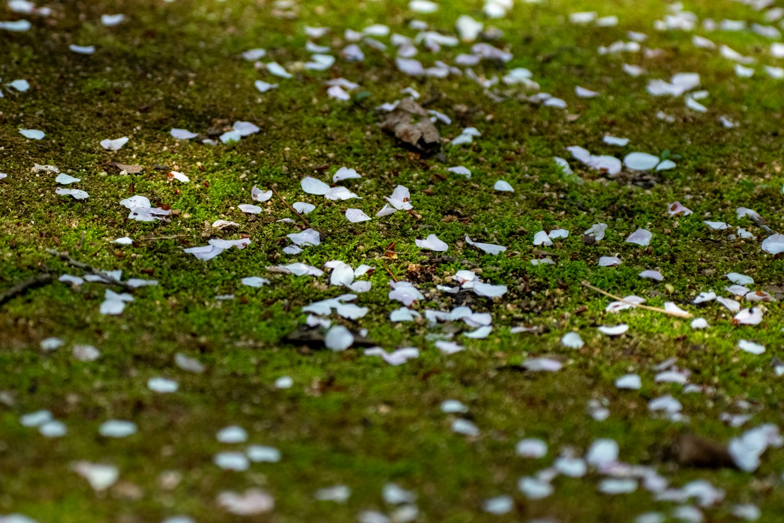 Petals putih tersebar di atas lumut hijau