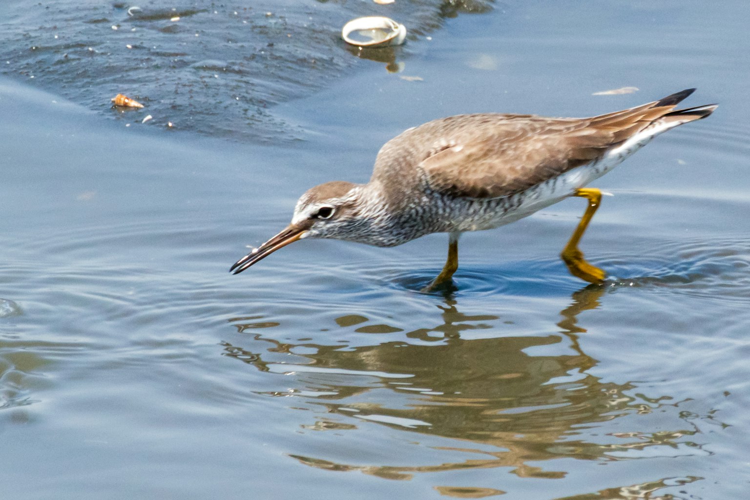 Oiseau brun marchant dans l'eau à la recherche de nourriture