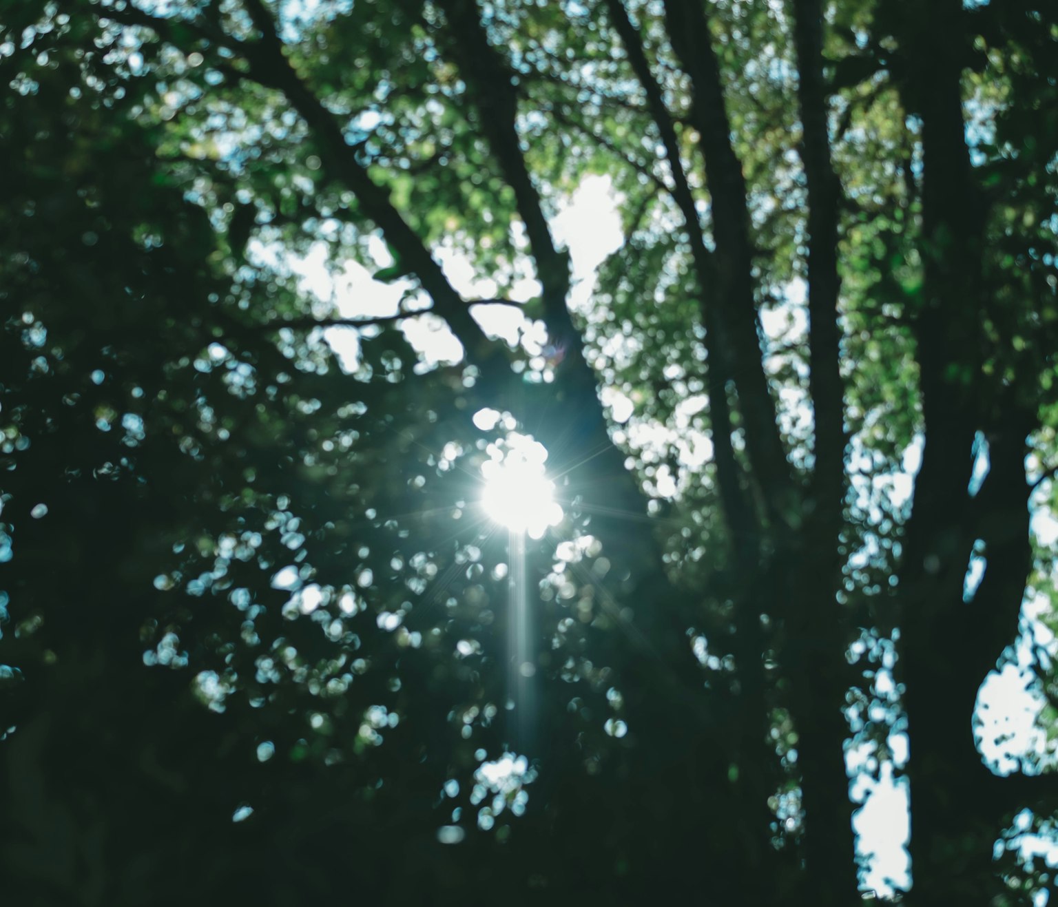 Beautiful scenery with light shining through trees