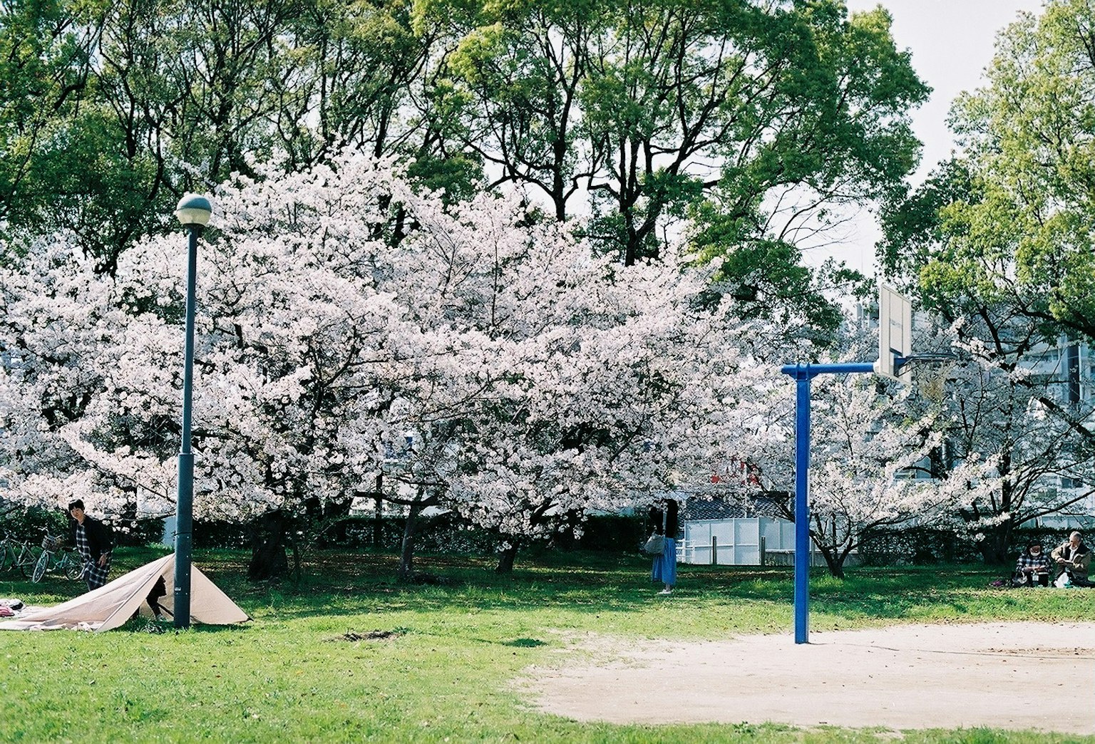 Alberi di ciliegio in fiore in un parco con attrezzature da gioco blu e erba verde