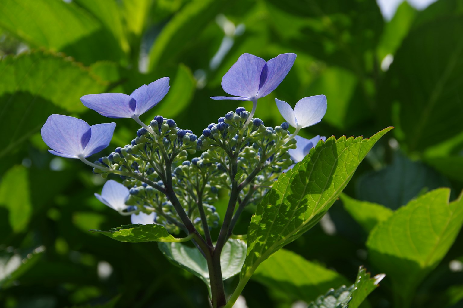 Primo piano di ortensia con fiori blu-viola e foglie verdi