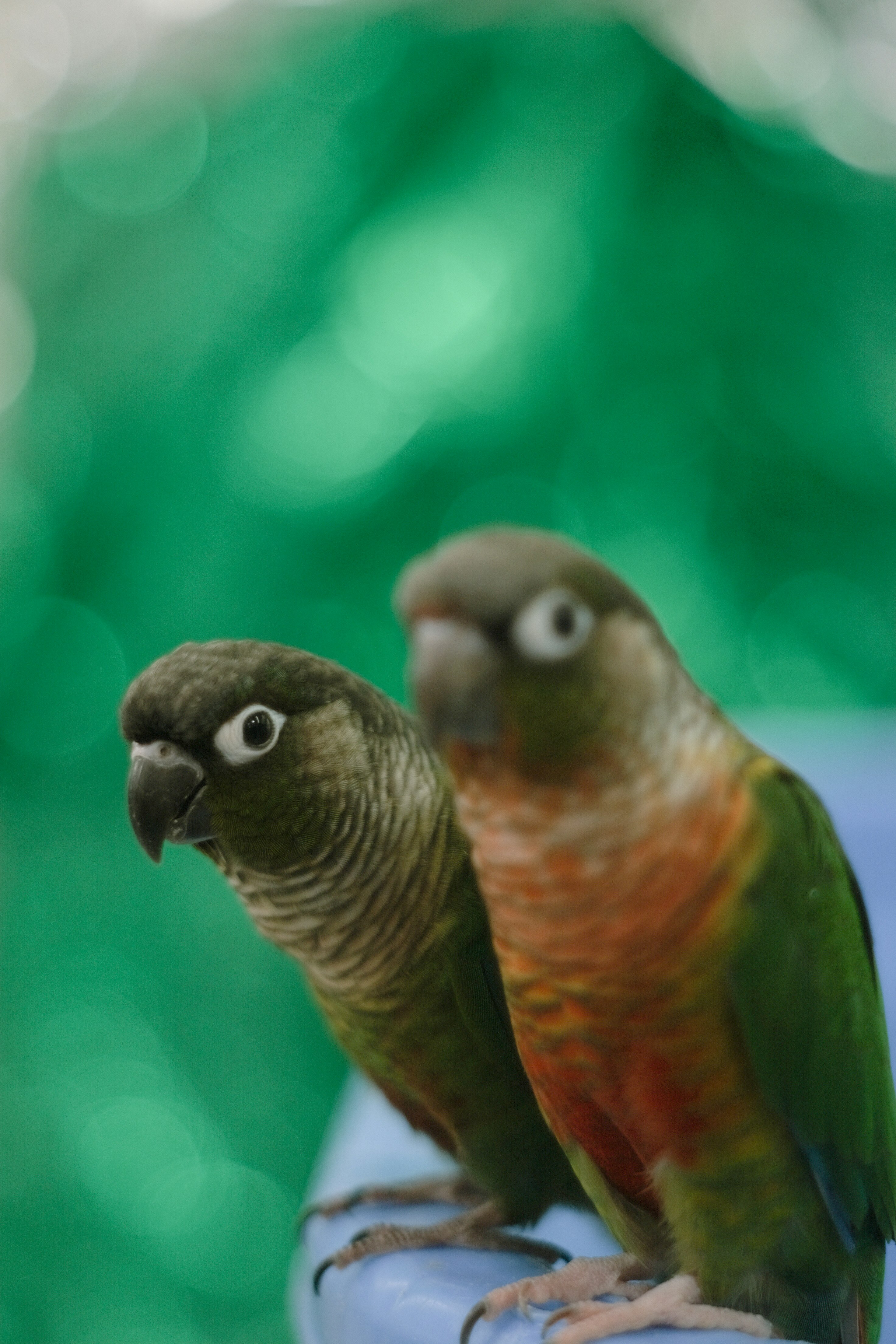 緑の背景の前で並ぶインコ