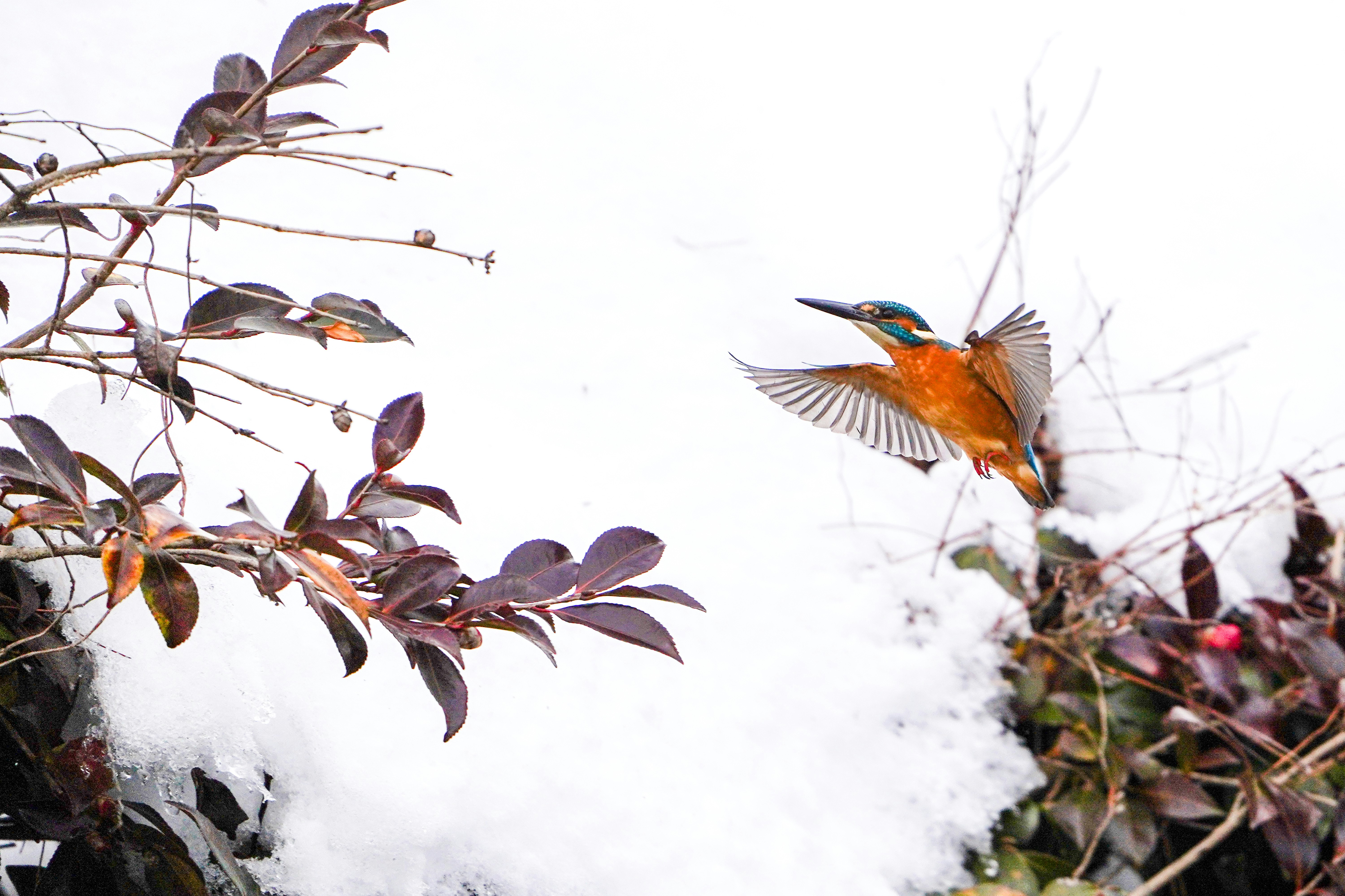 雪の中で飛び立つカワセミ