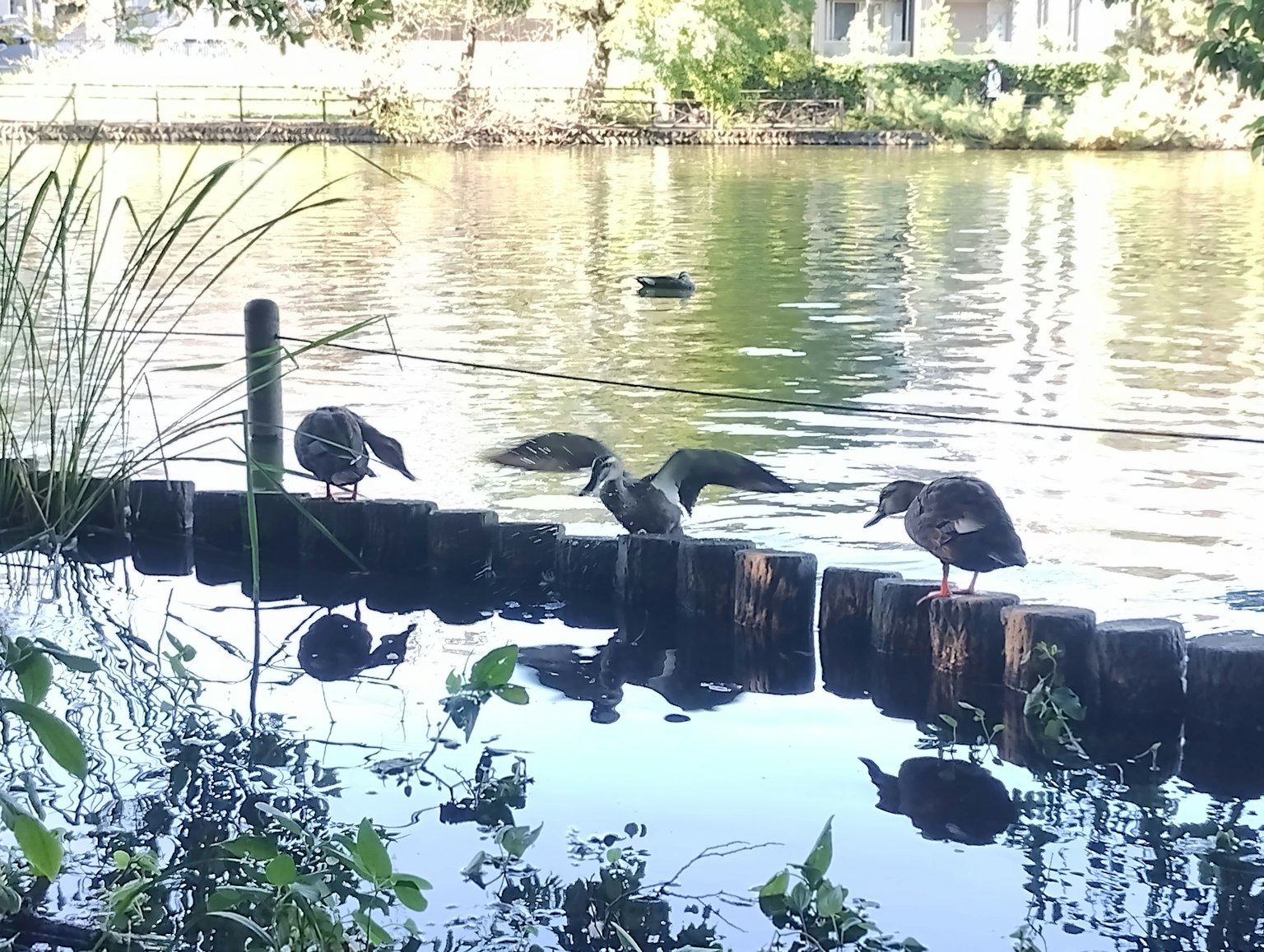 Canards se reposant au bord d'un lac tranquille avec une végétation luxuriante