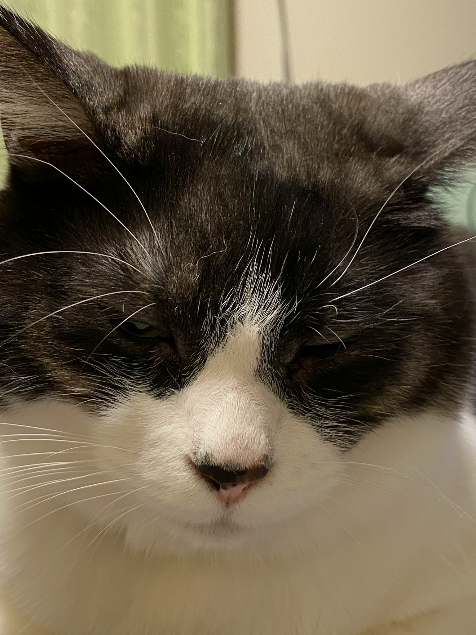 Gatto bianco e nero con gli occhi chiusi