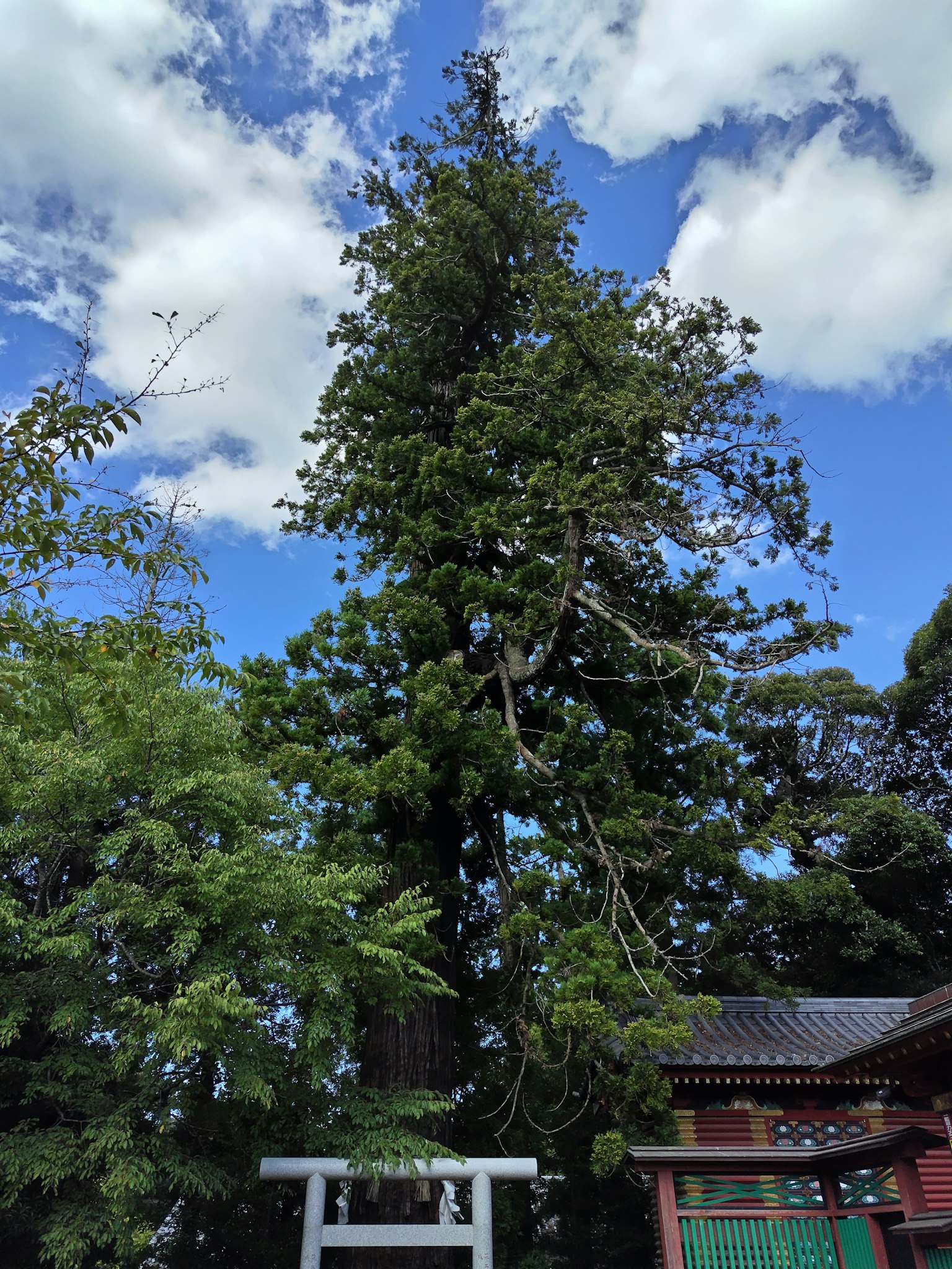 Alto albero sotto un cielo blu con un torii in primo piano