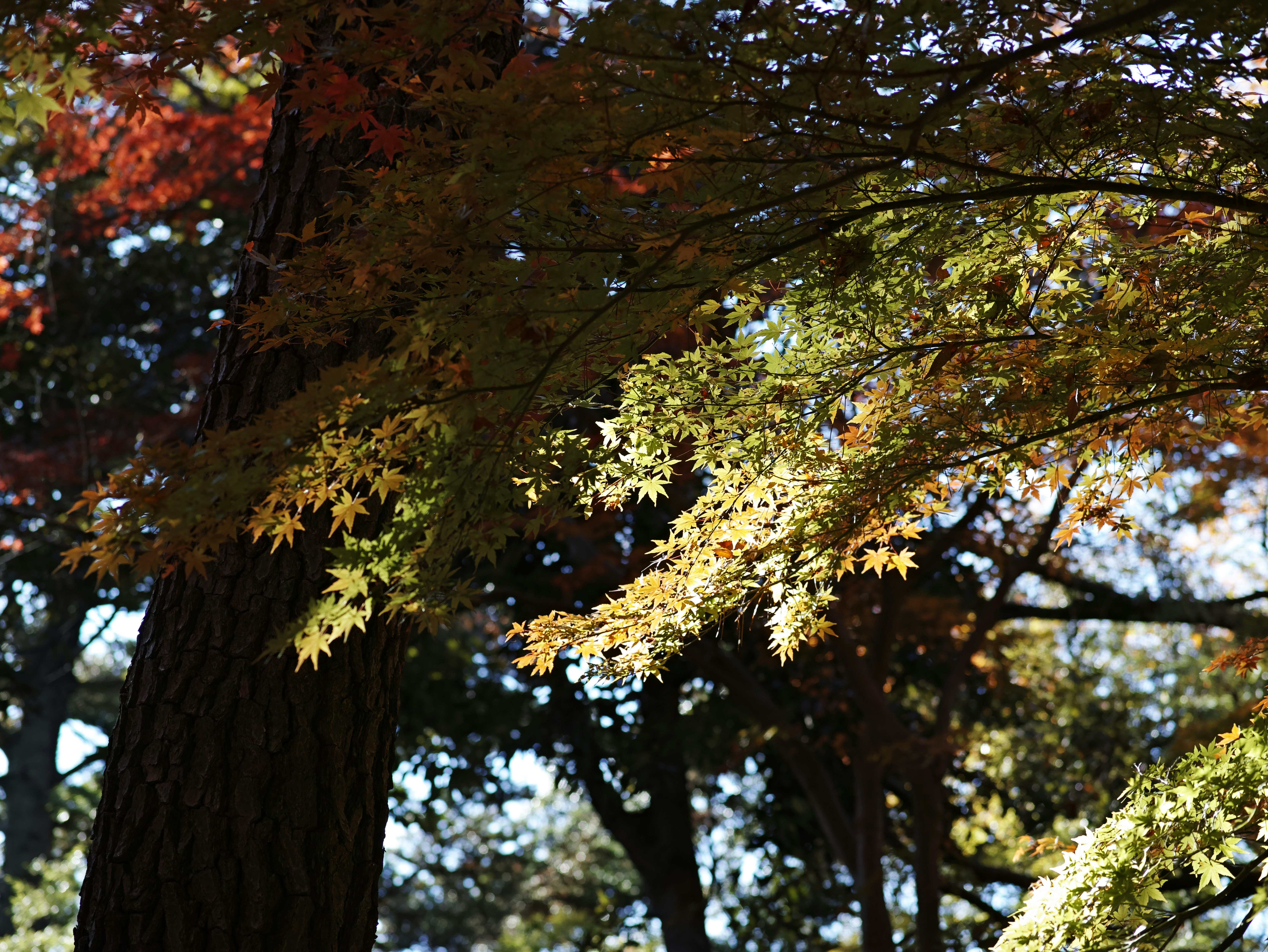 Overlapping autumn leaves on tree branches