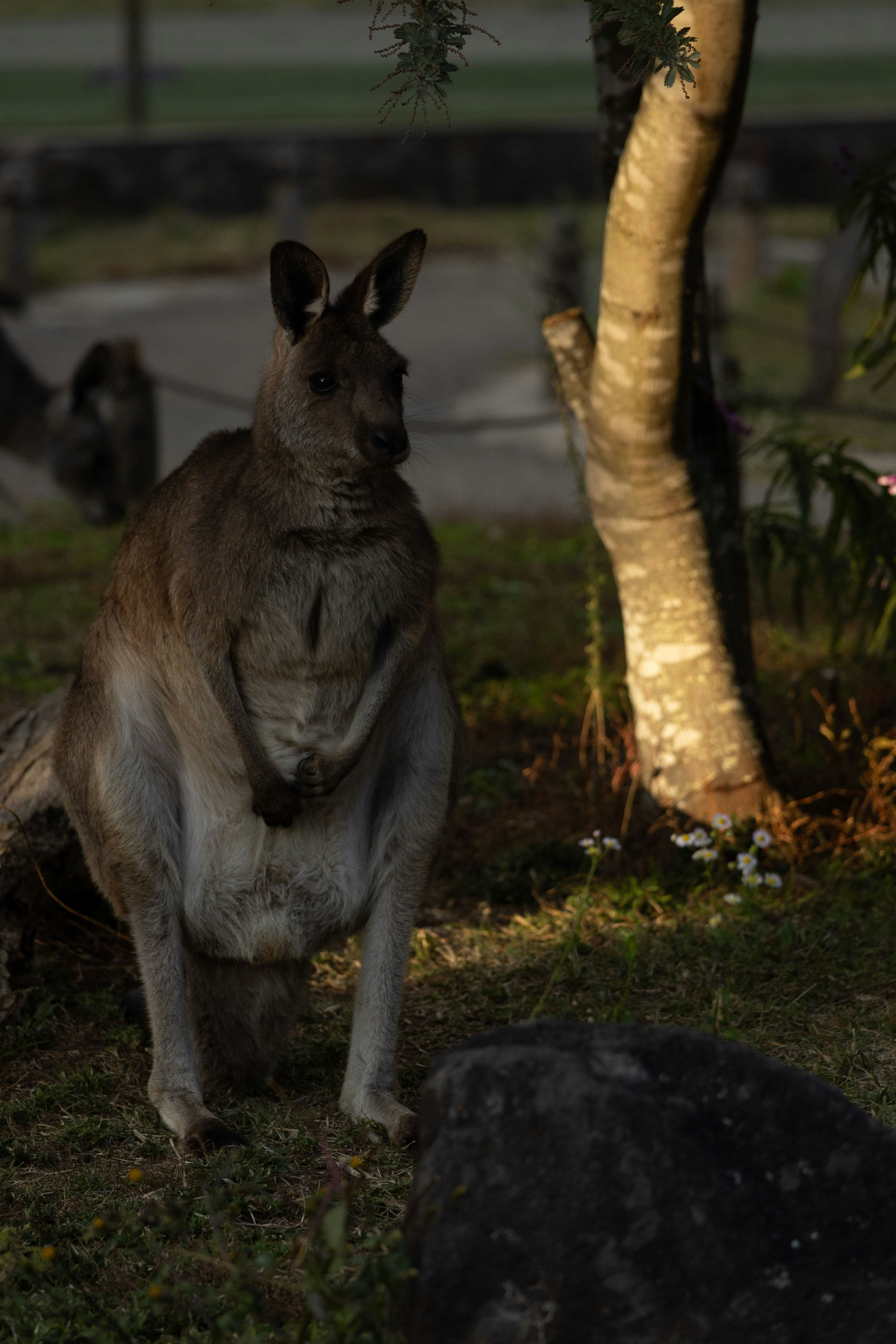 Canguro seduto sull’erba in un recinto di zoo con alberi