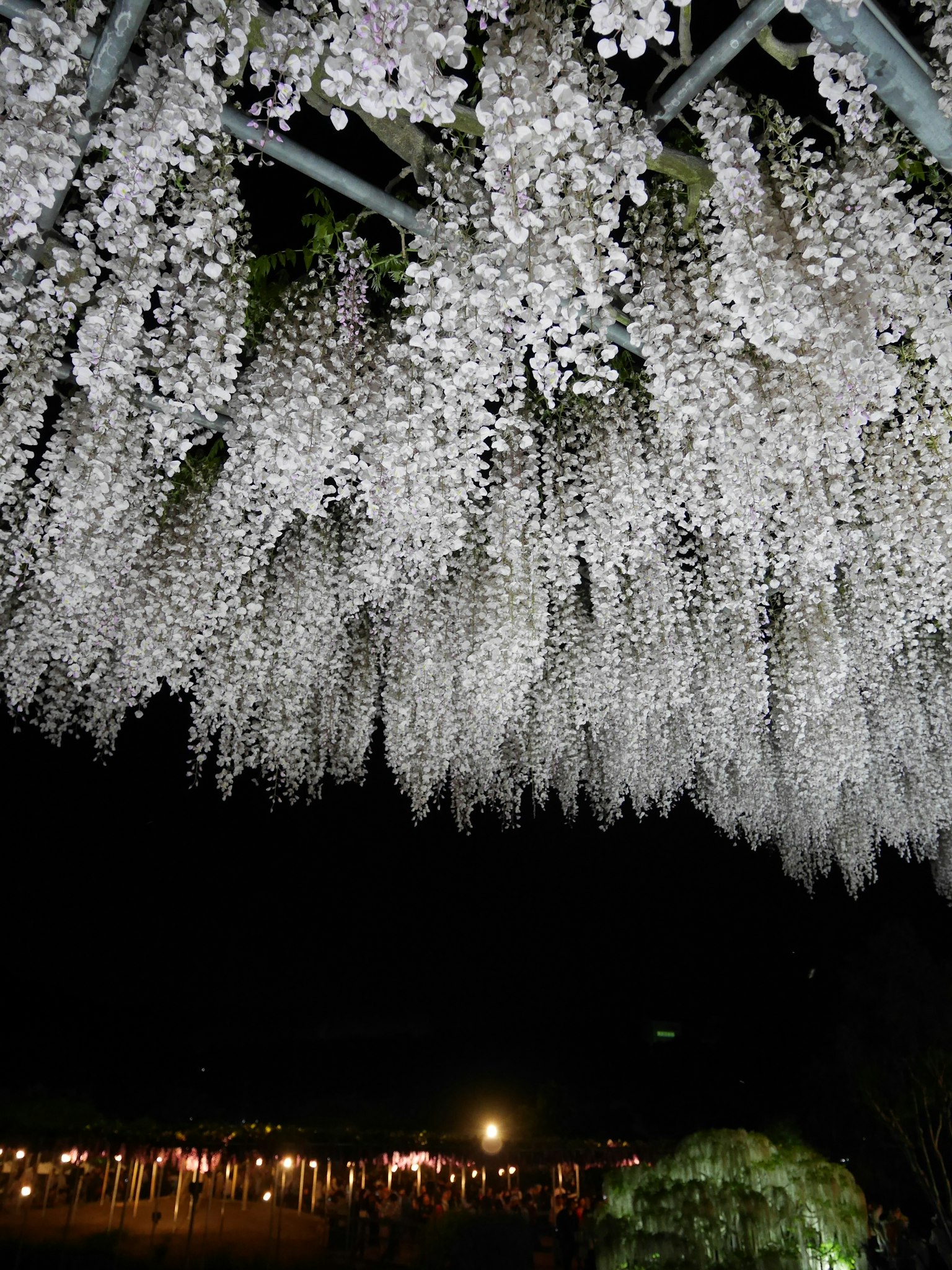 Fiori di glicine bianchi che pendono nel cielo notturno