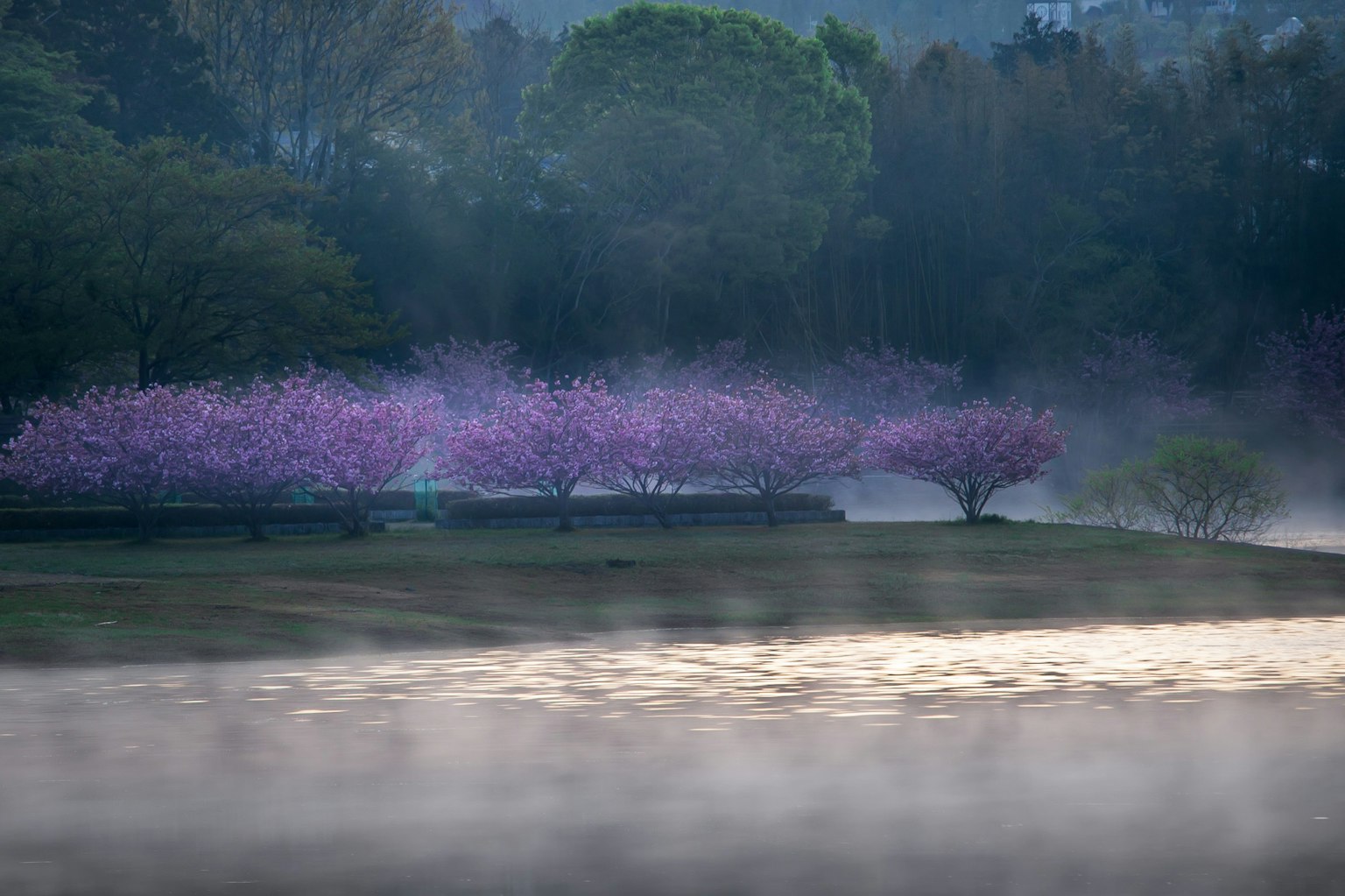 雾中樱花树和宁静水面的风景