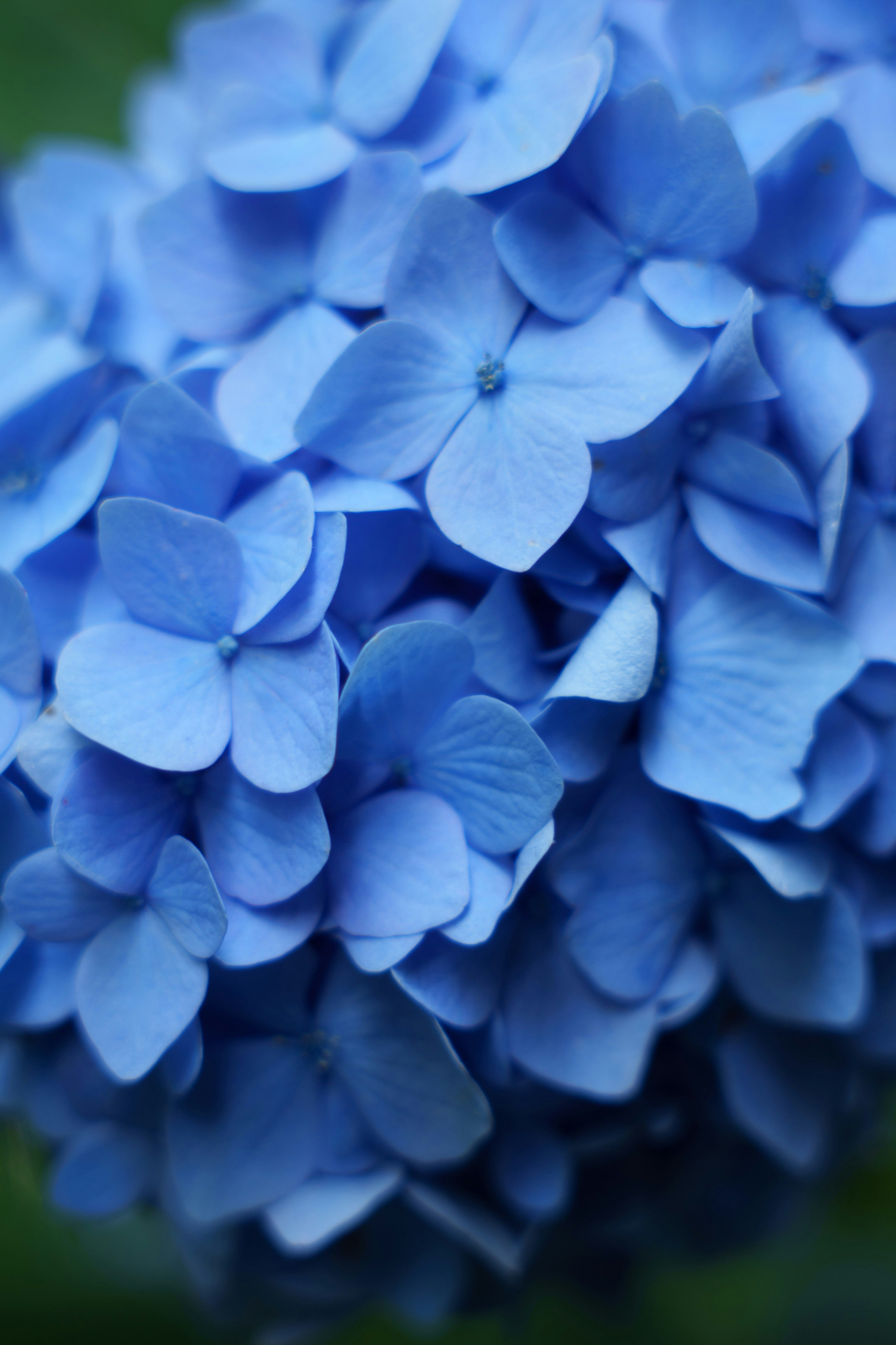 鮮やかな青色の紫陽花の花びらが重なるクローズアップ