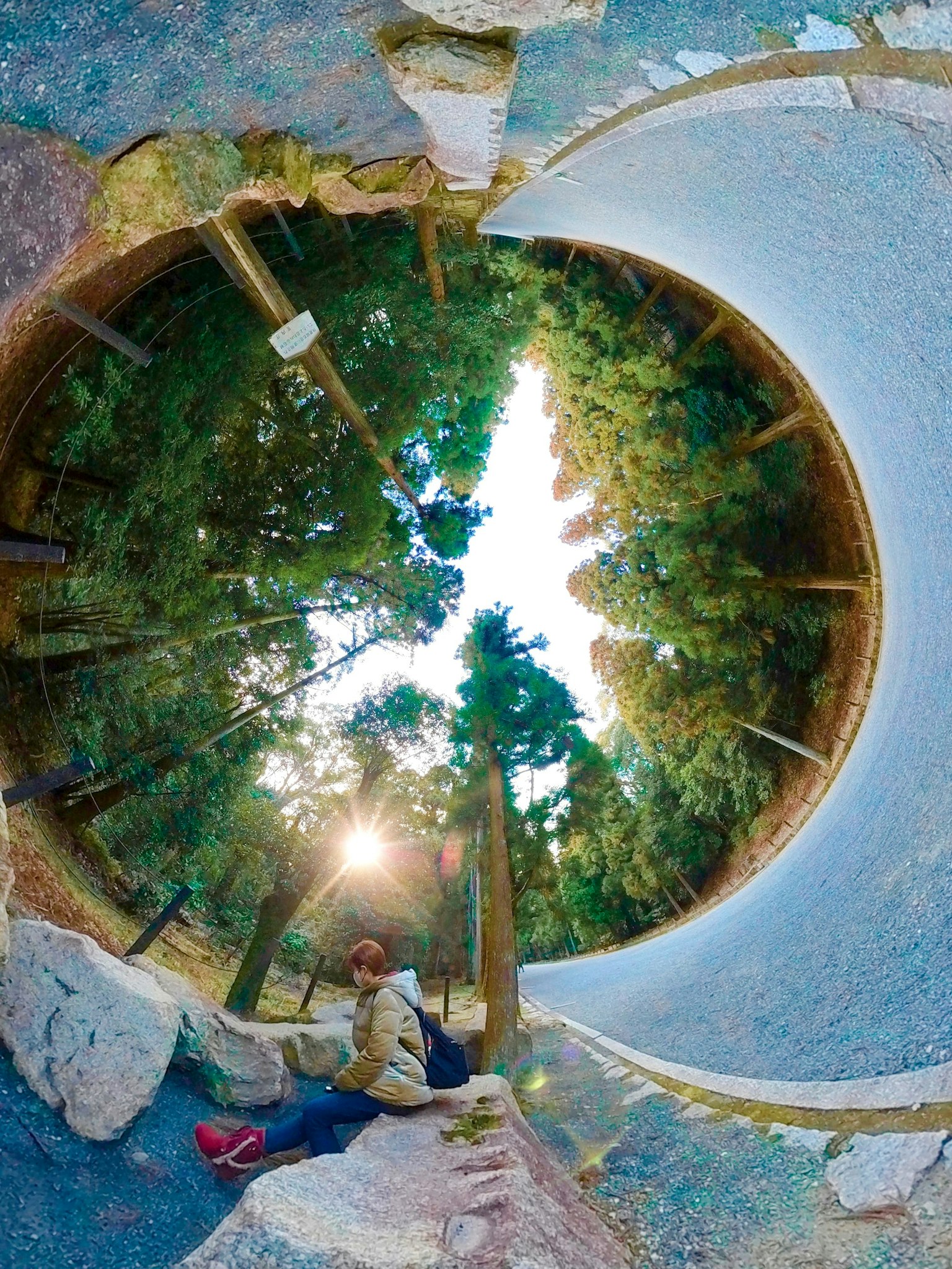Panoramablick in der Natur mit Sonnenlicht, das durch die Bäume filtert