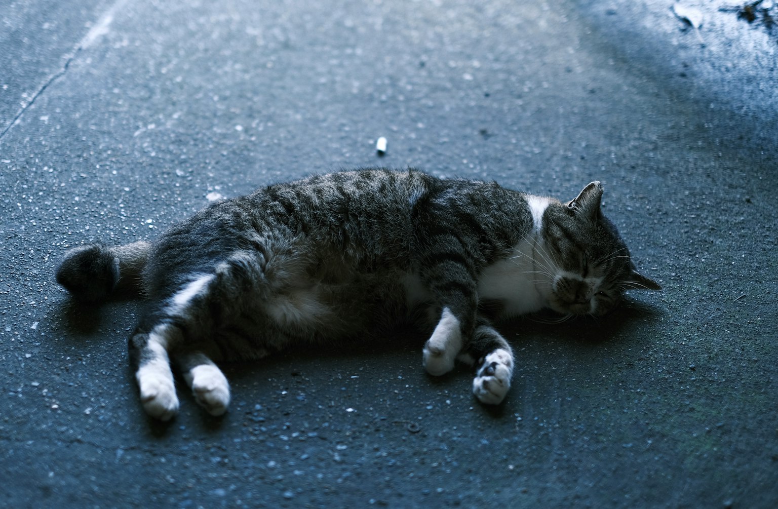 灰色的猫躺在地上