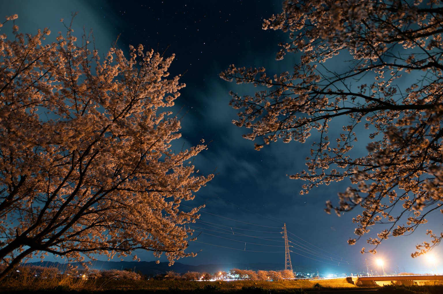 夜間盛開的櫻花與背景中的城市燈光