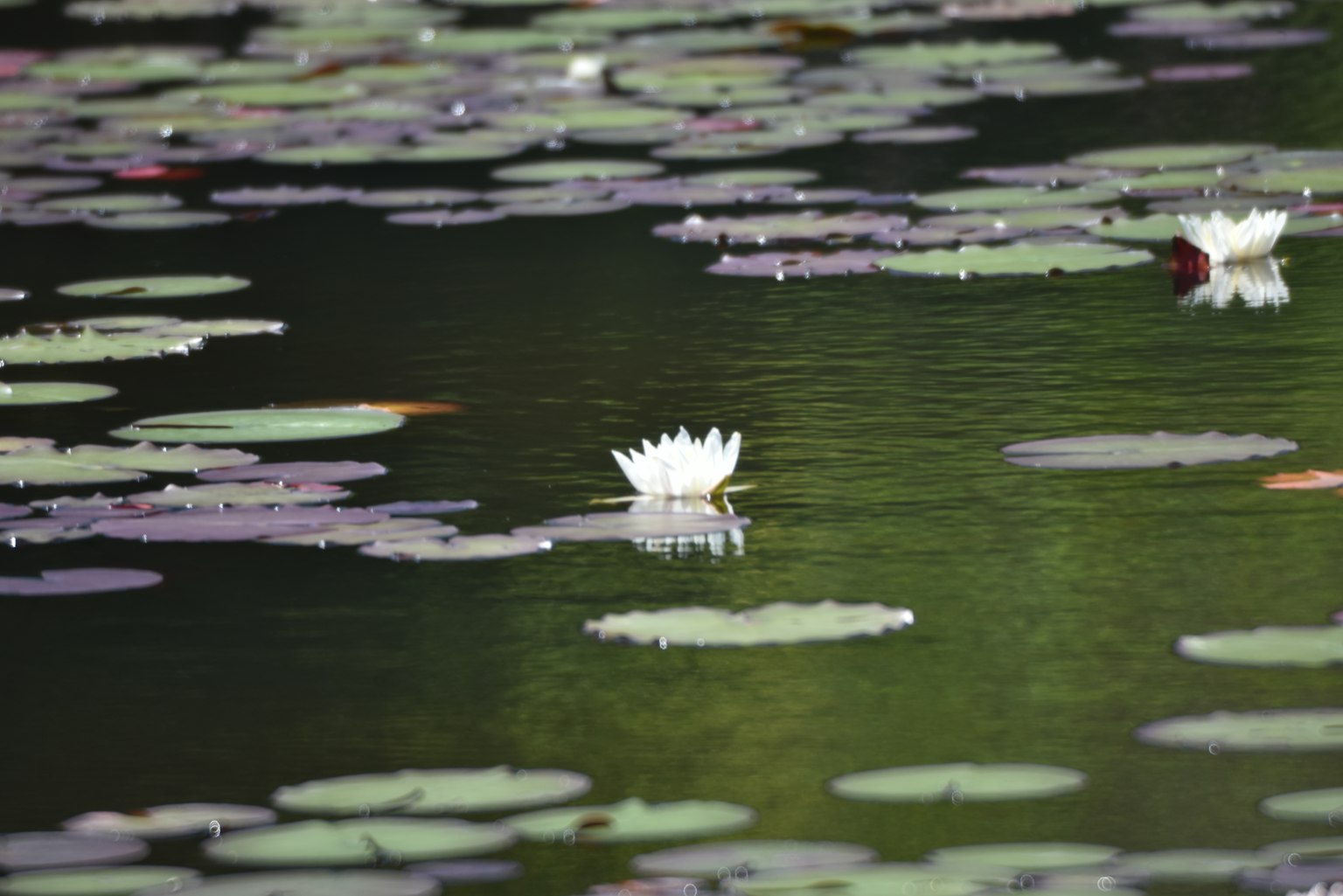 Teratai putih mekar di kolam tenang dikelilingi daun teratai hijau