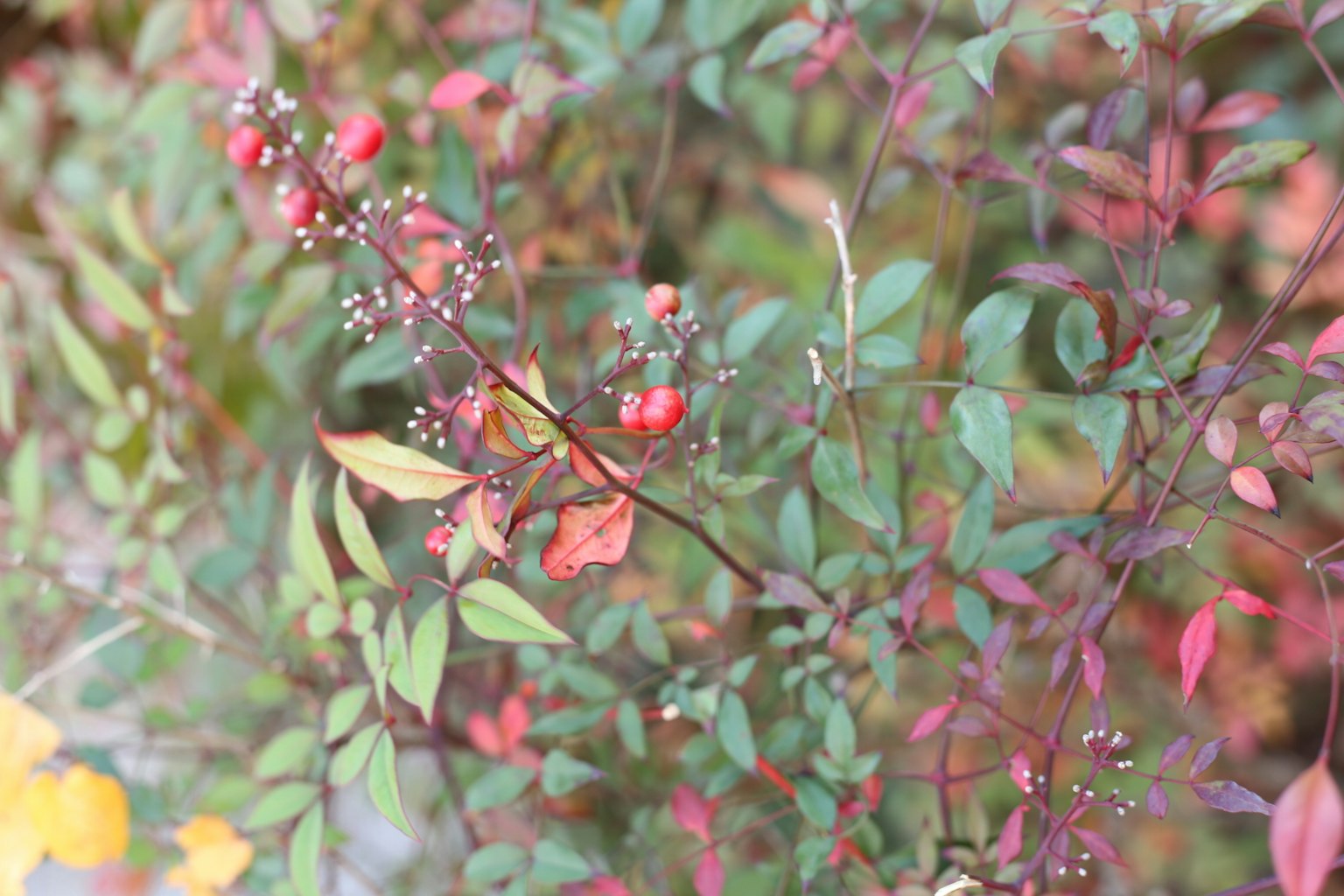 Primo piano di una pianta con foglie colorate e bacche rosse