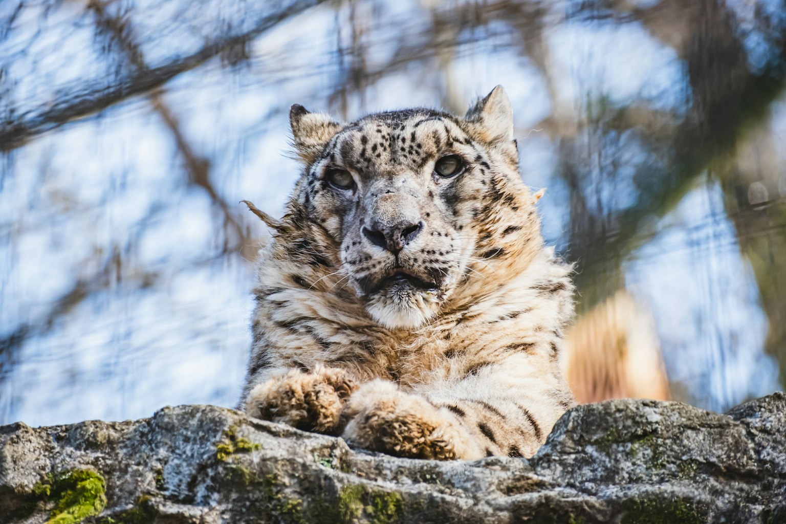 Snow leopard resting on a rock with a blurred background
