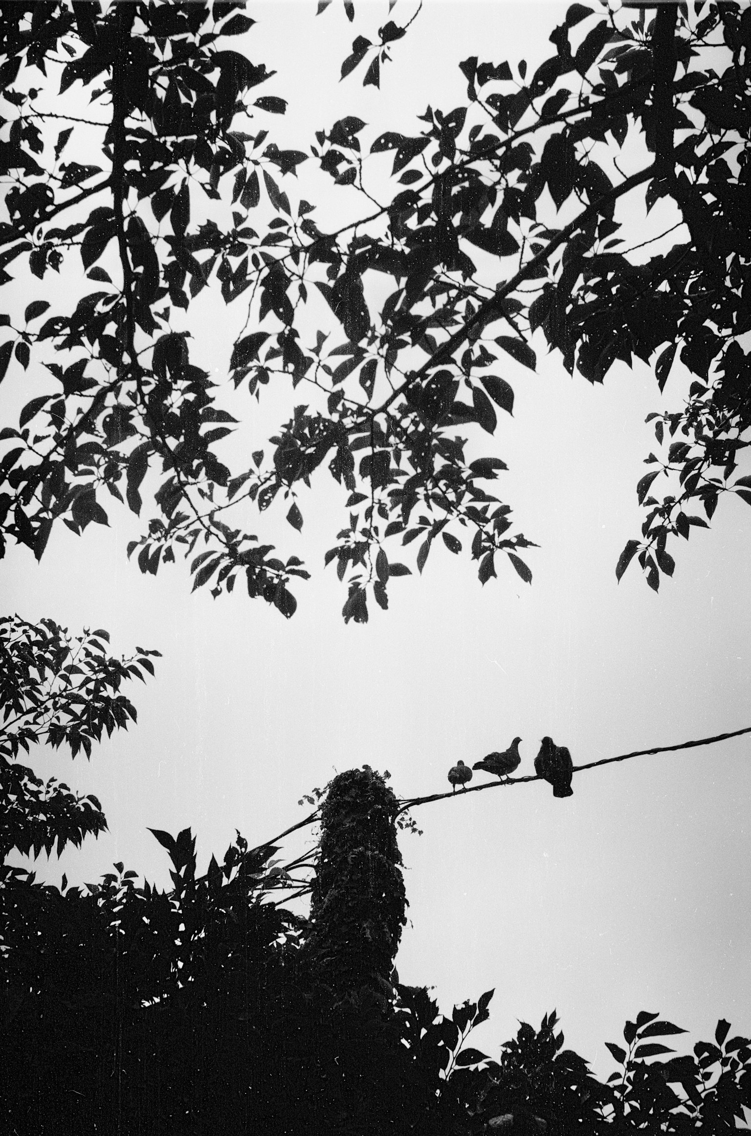 Image en noir et blanc de feuilles d'arbres et d'oiseaux perchés sur un fil