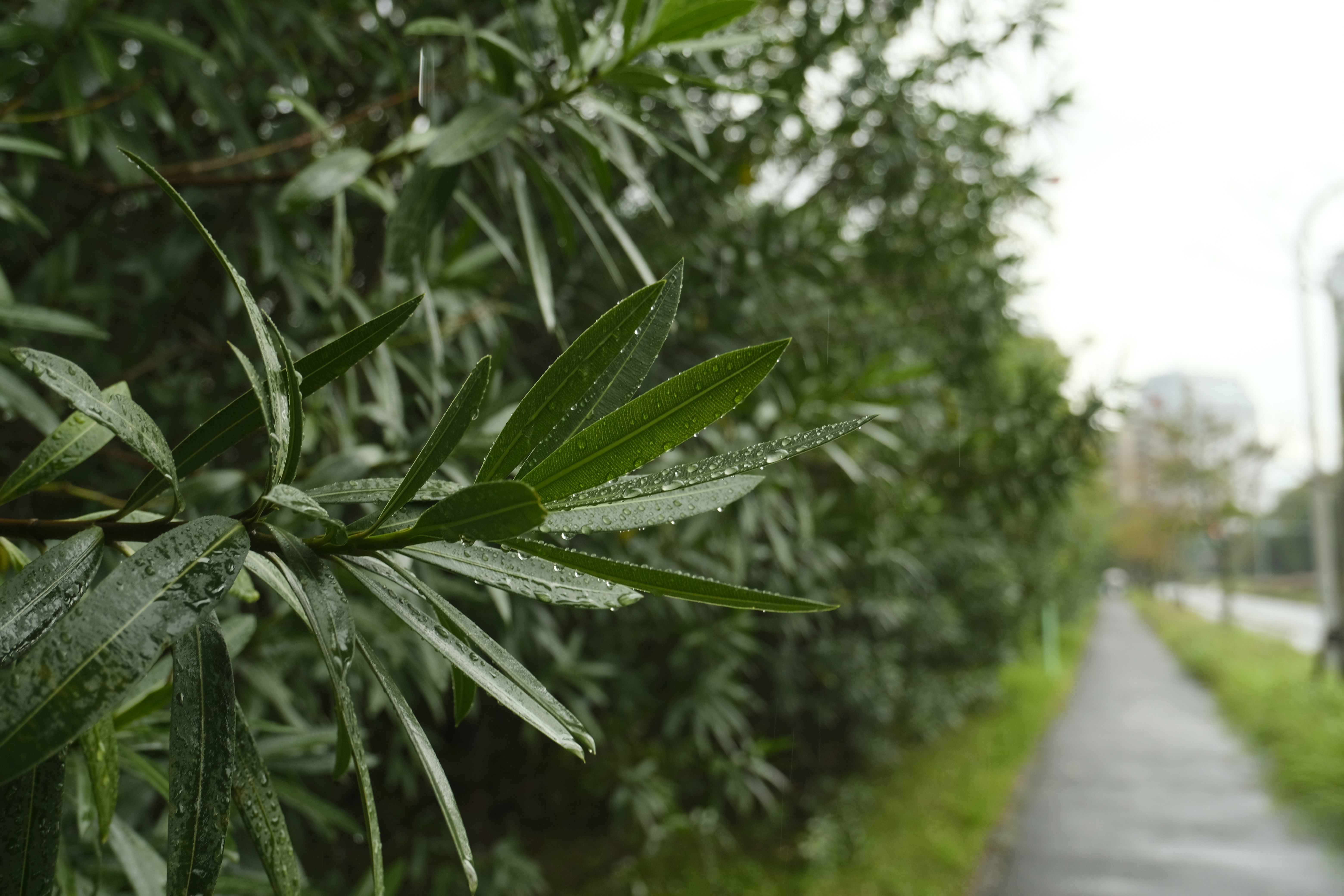 湿润叶子的郁郁葱葱的绿叶沿着人行道