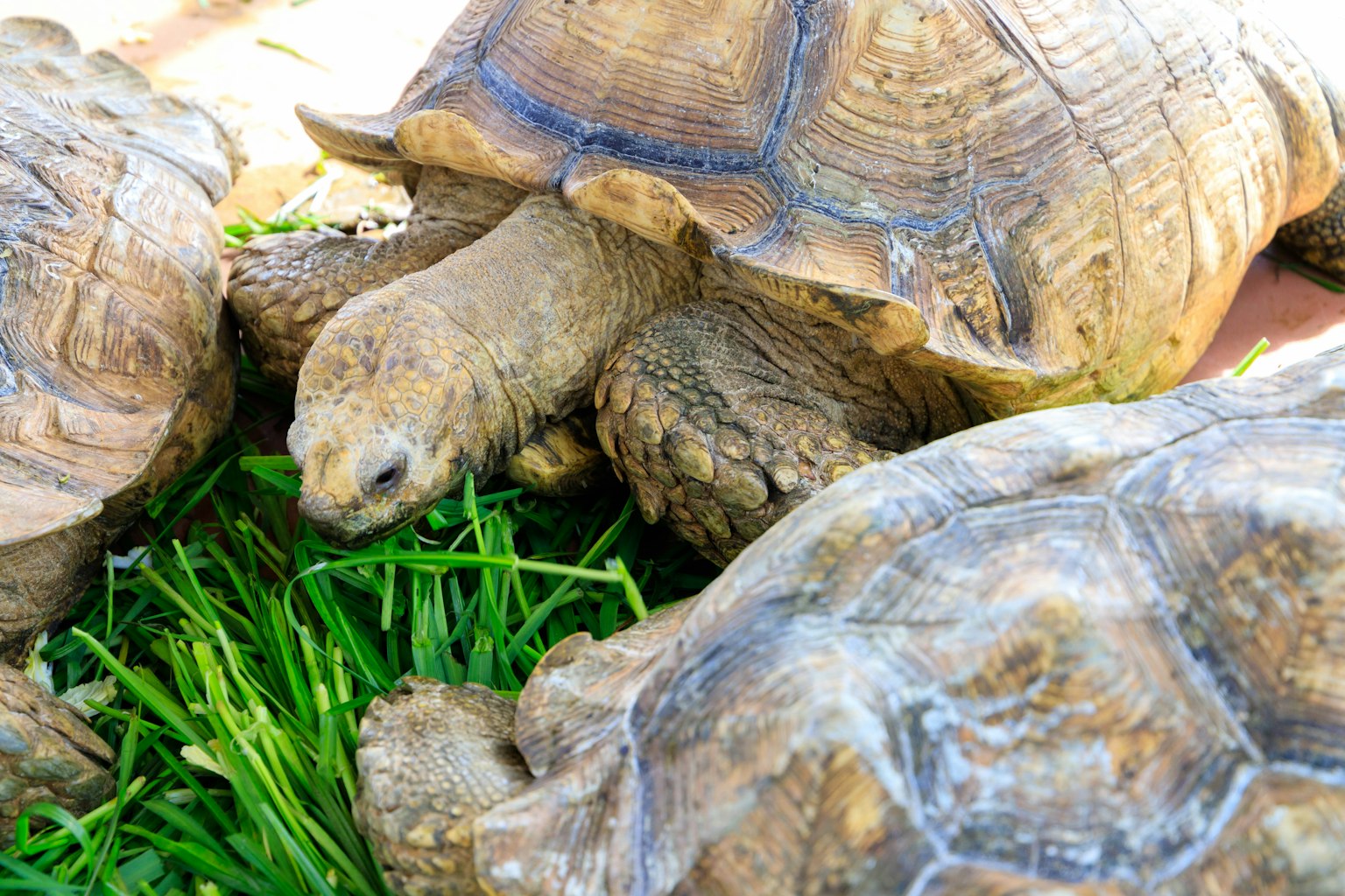 Several tortoises gathered on green grass