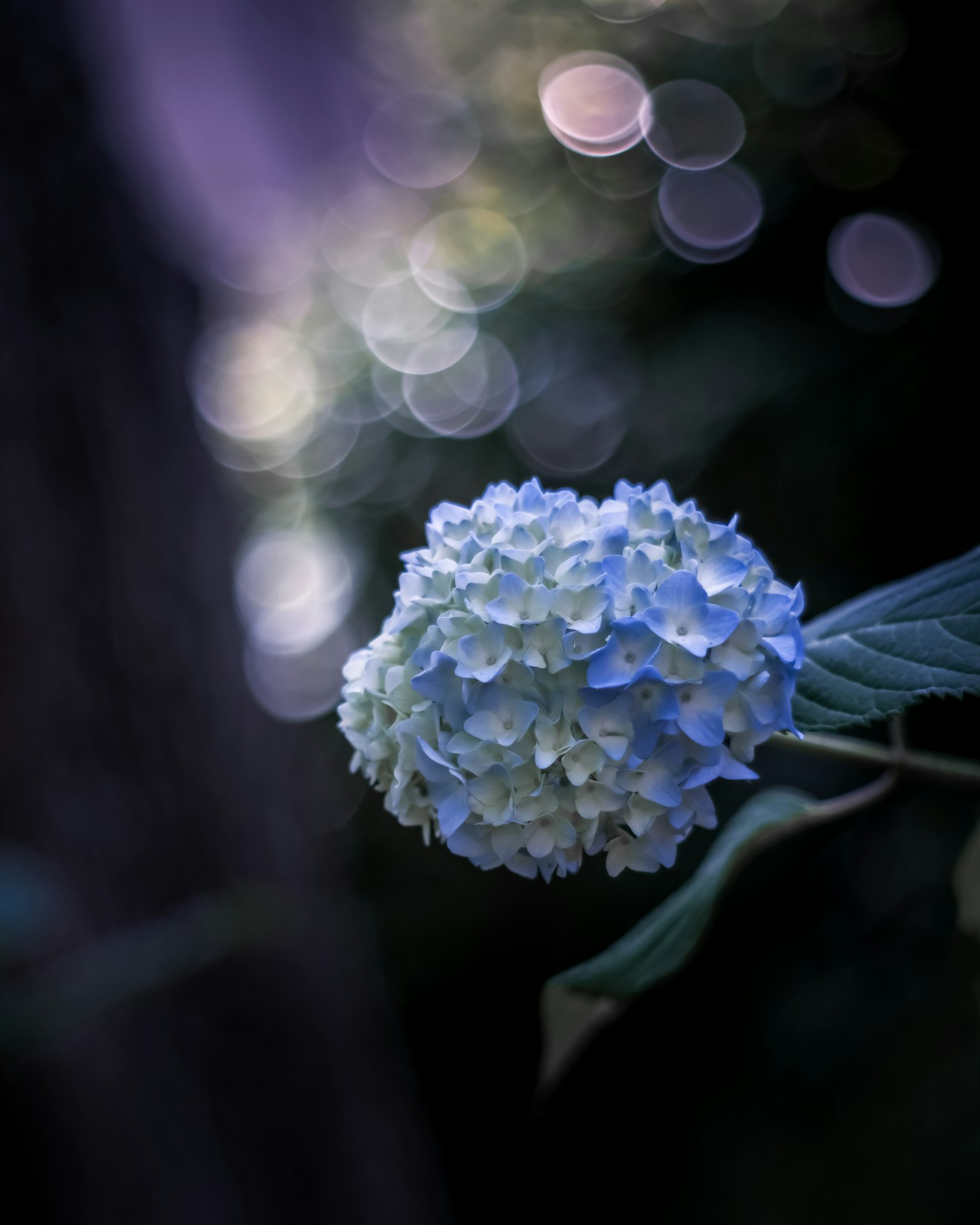 Blue hydrangea flower with blurred background