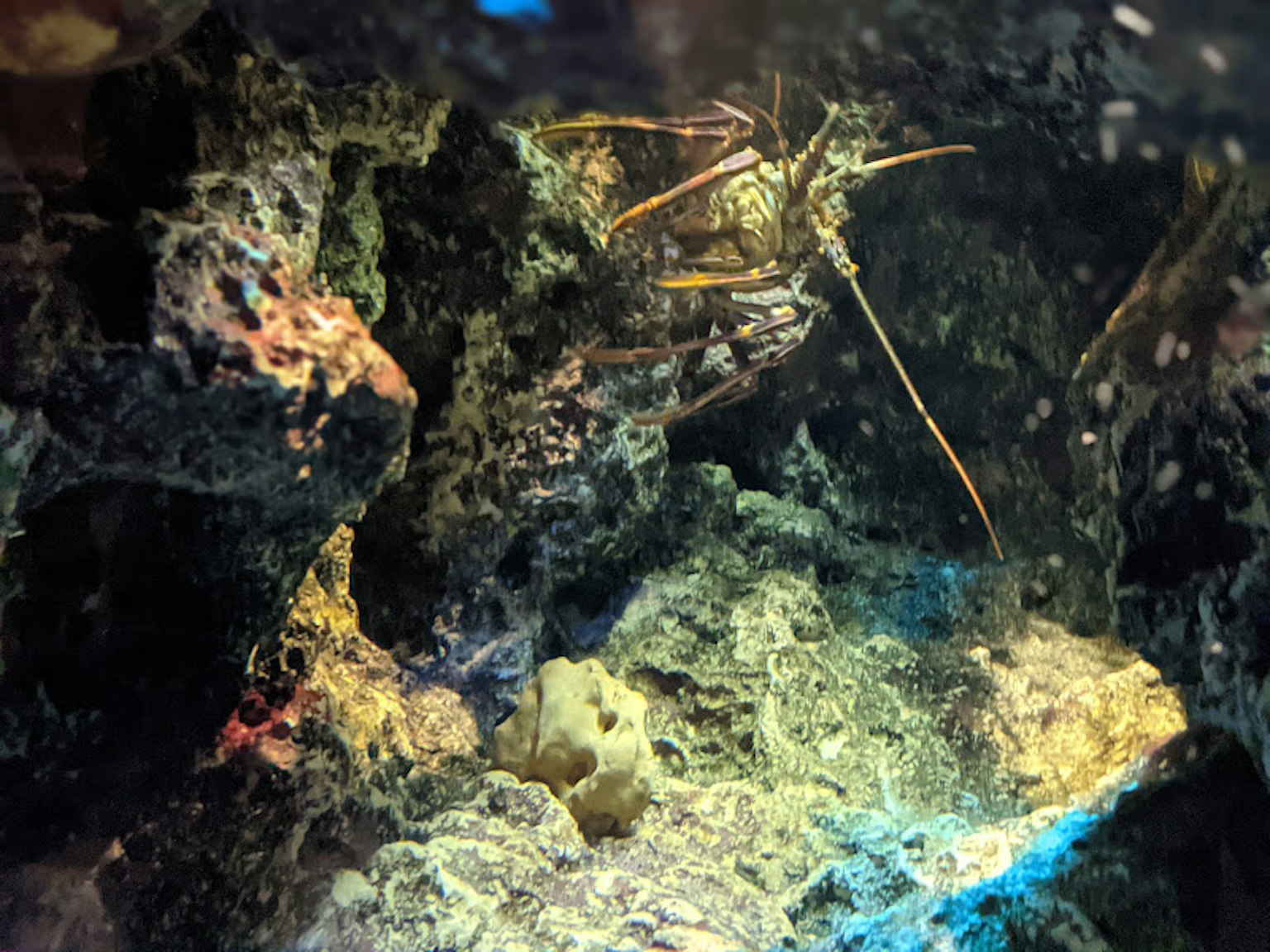 ภาพของกุ้งล็อบสเตอร์ที่ซ่อนอยู่ระหว่างหินในมหาสมุทร