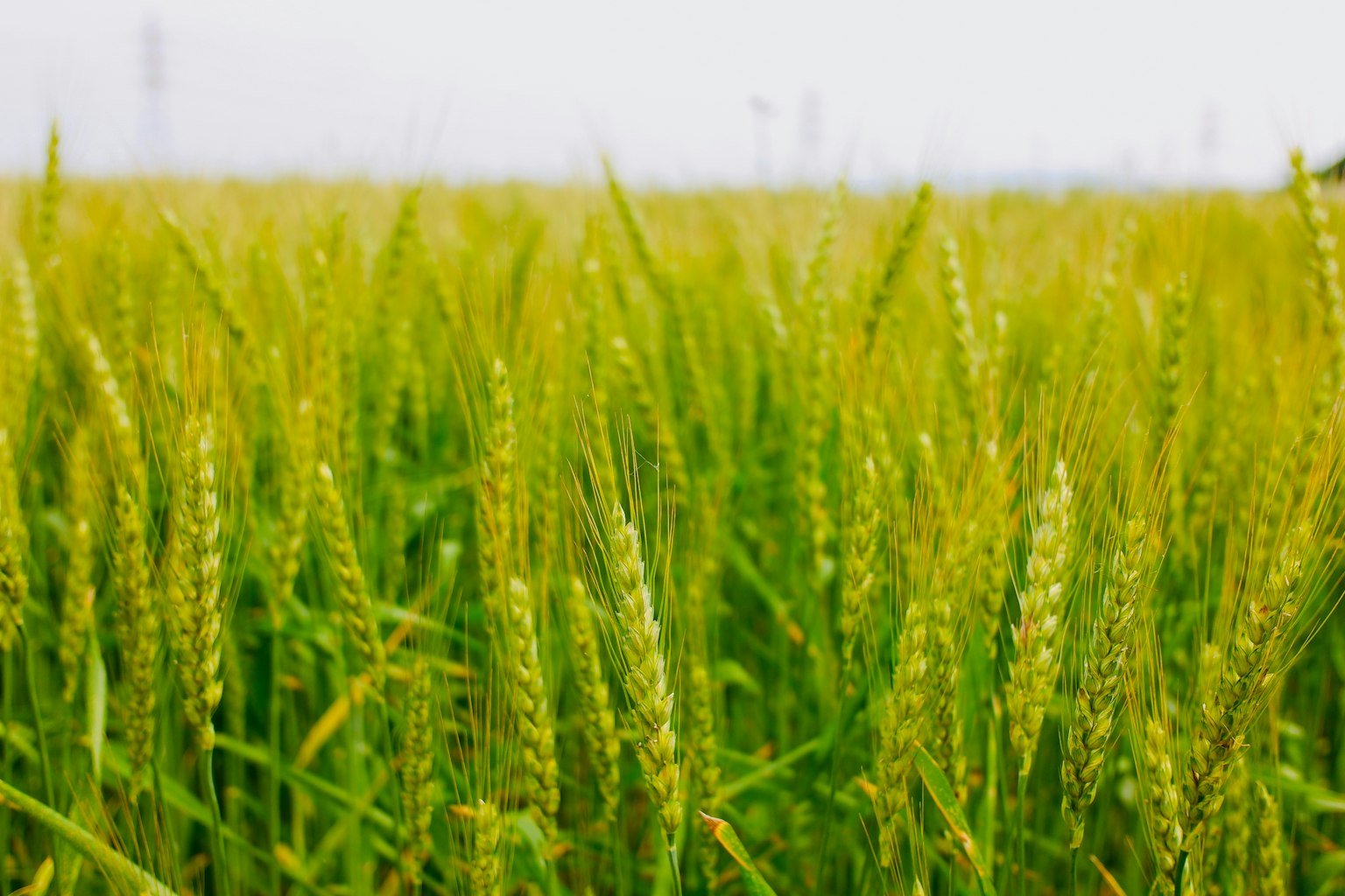Lush green rice field with tall stalks and grains