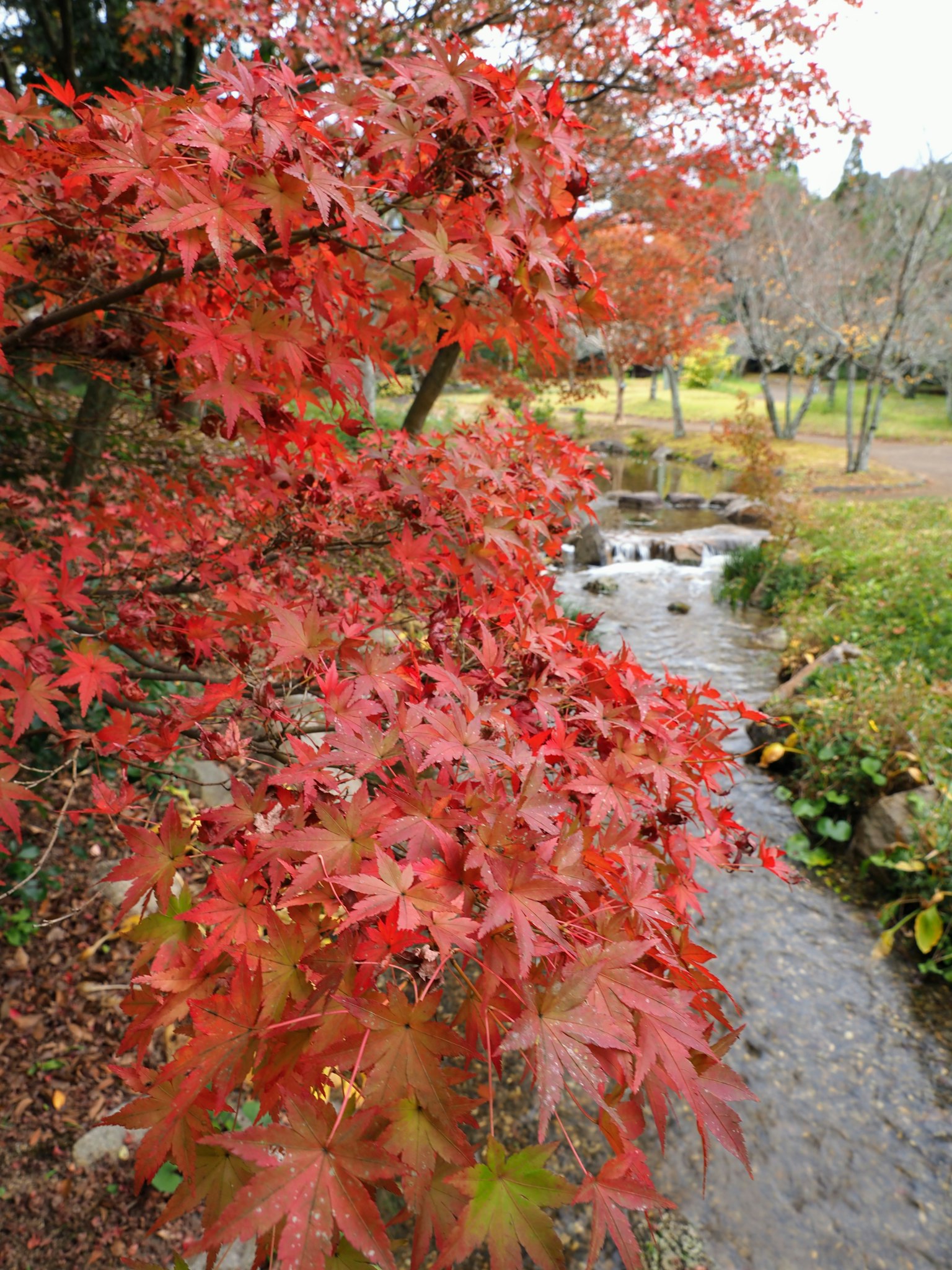 Daun maple merah cerah di samping aliran sungai