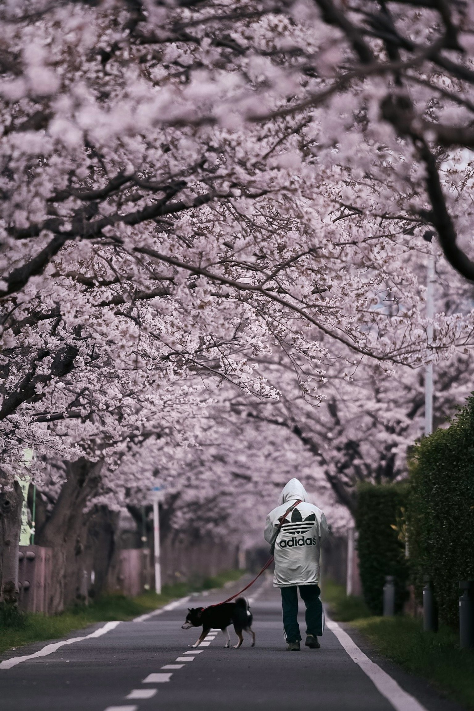 人和狗在樱花树旁的道路上散步