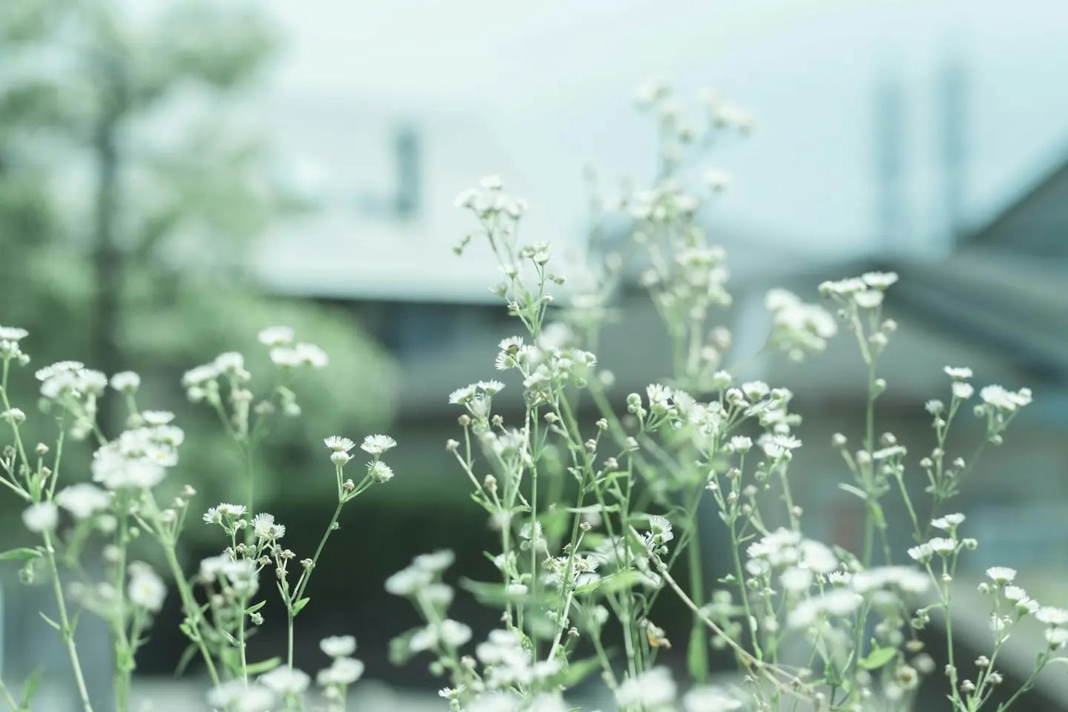 Un leggero sfocato di piccoli fiori bianchi con una casa sfocata sullo sfondo