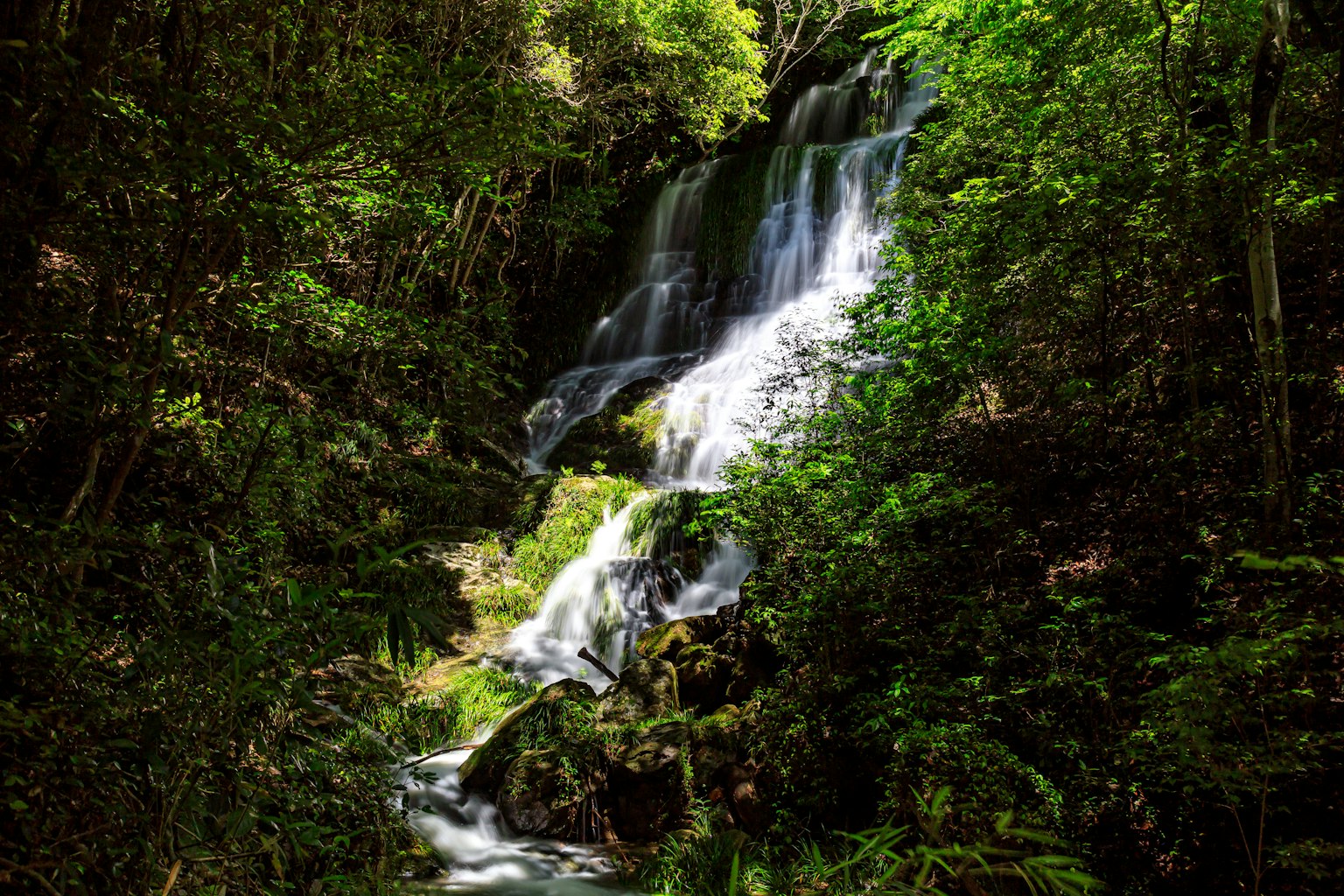 Une cascade tombant à travers une forêt verdoyante