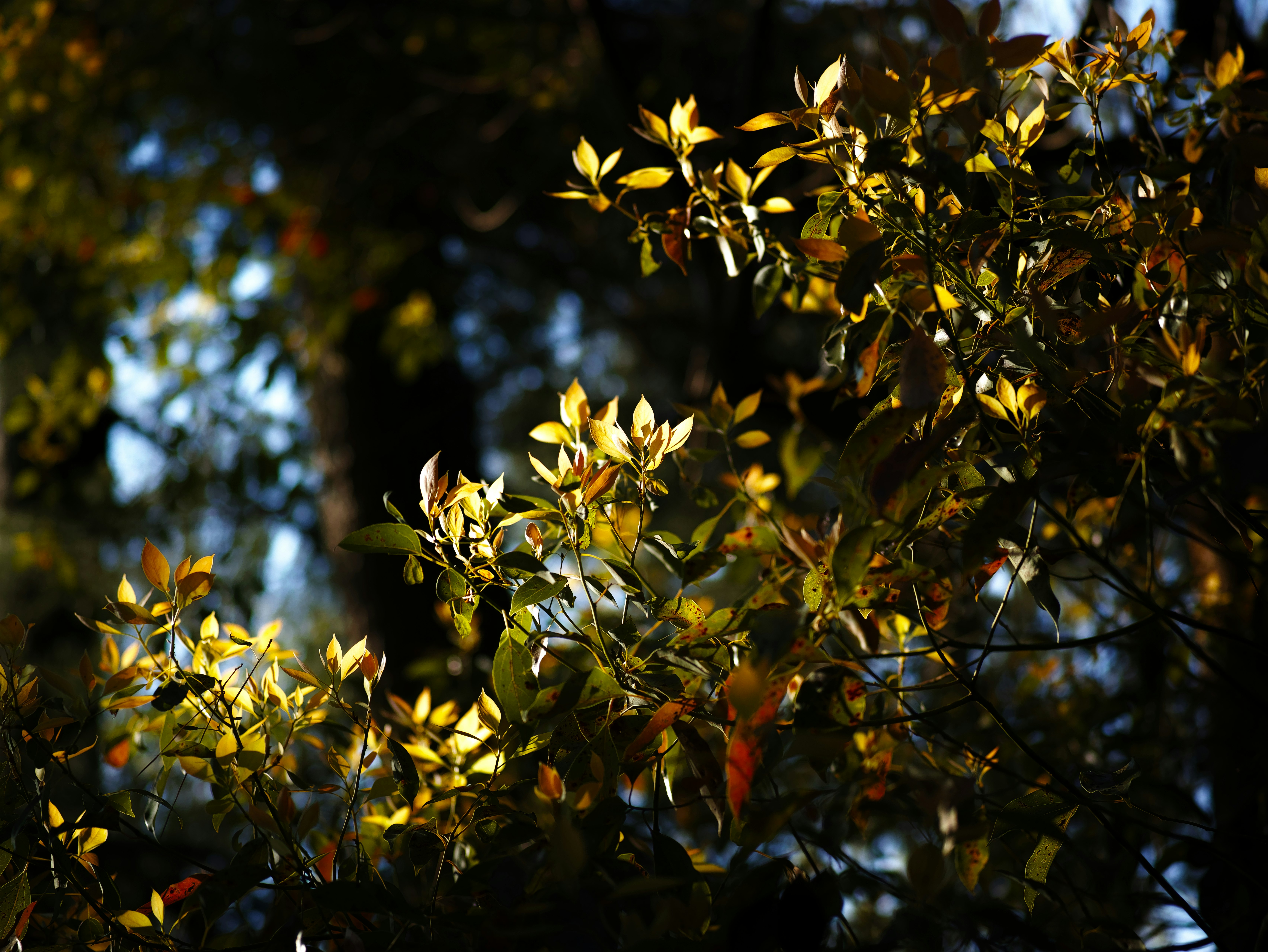 木の枝に咲く黄色い花と葉のある自然の夕方の光